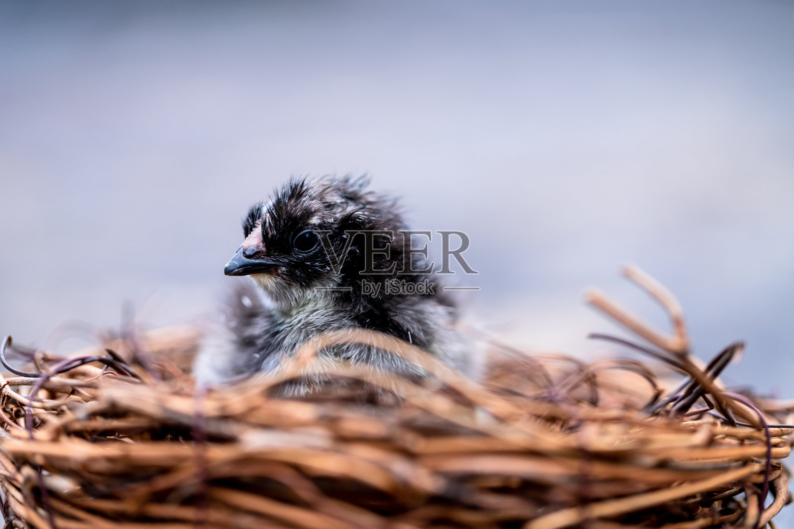 鸟巢里一只新生的黑色雏鸟照片摄影图片