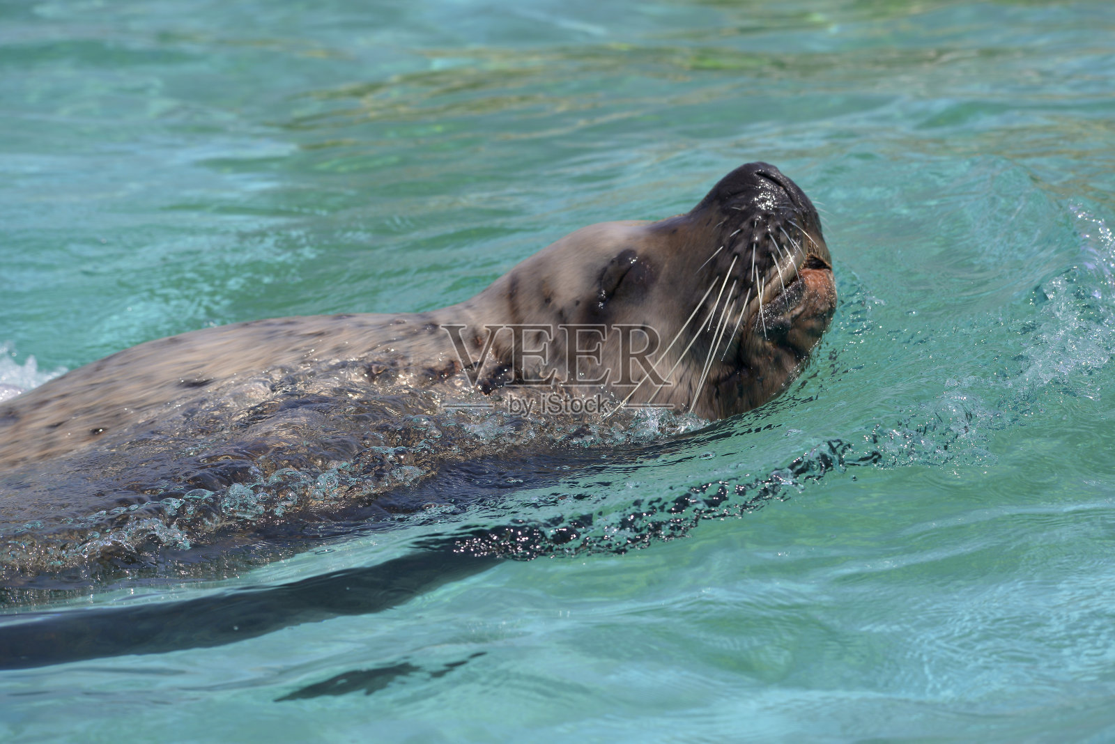 虎头海狮在游泳照片摄影图片