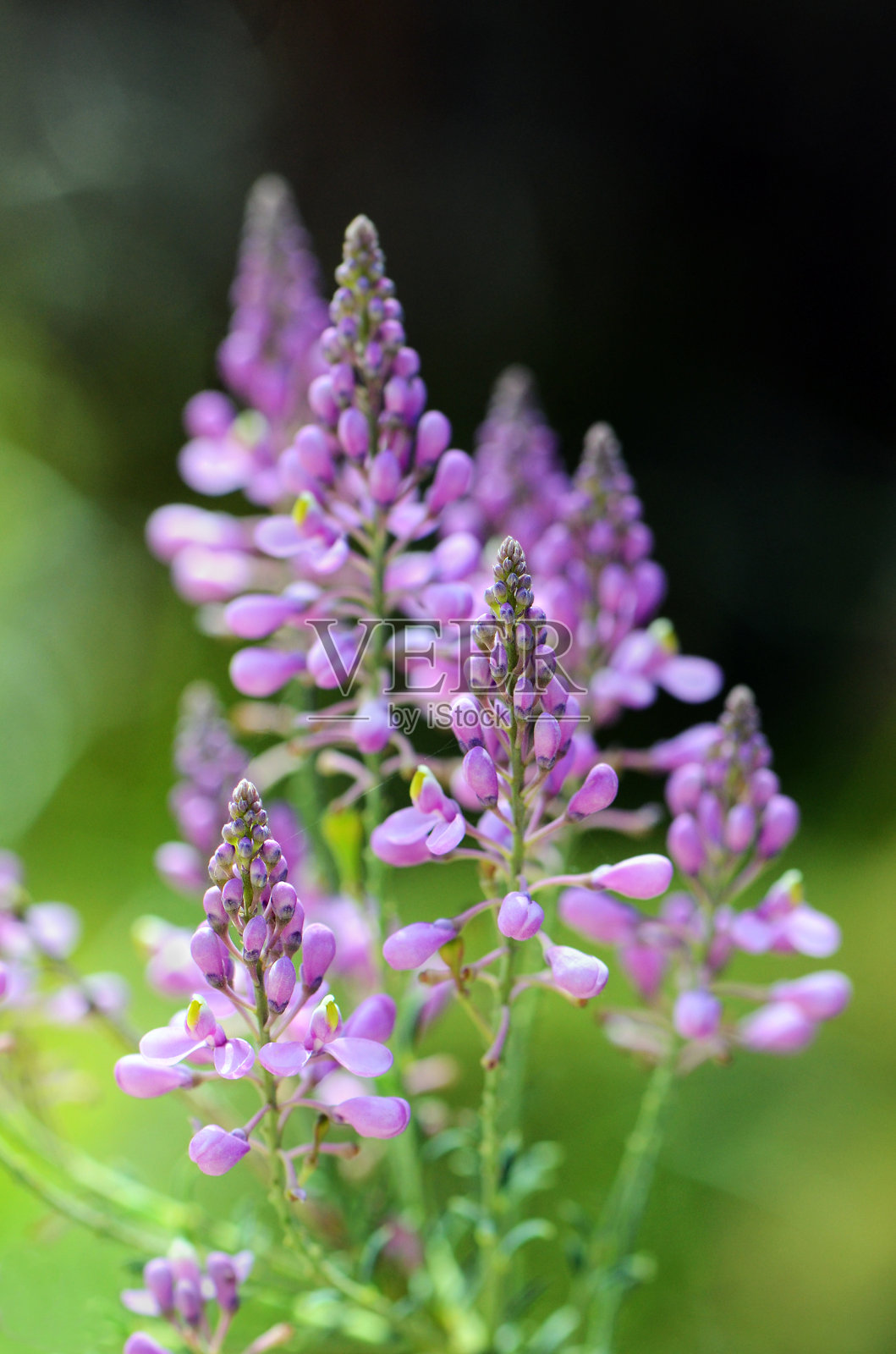 紫色澳大利亚金字塔花Comesperma ericinum照片摄影图片