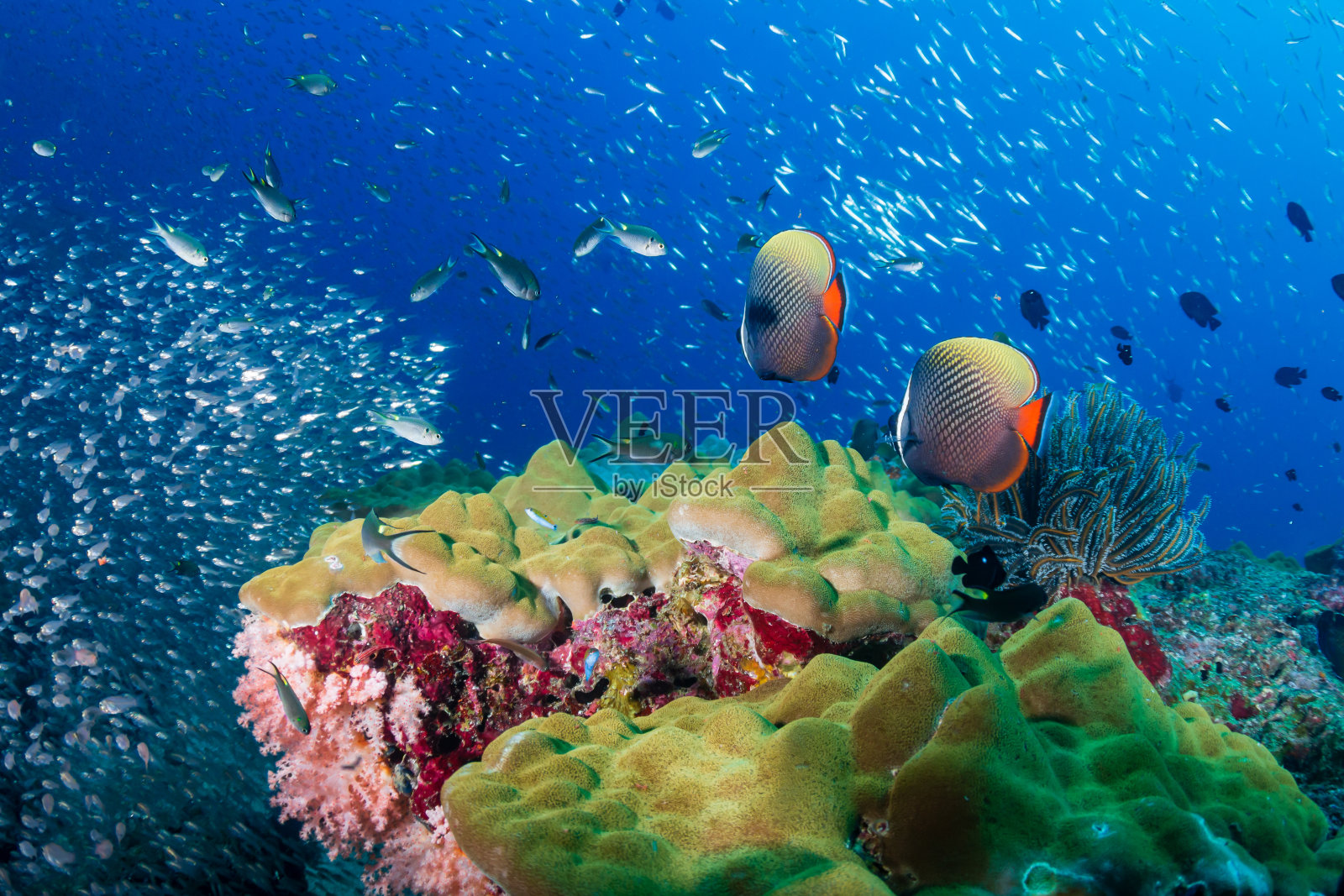 安达曼海热带珊瑚礁上的彩色红尾蝴蝶鱼照片摄影图片