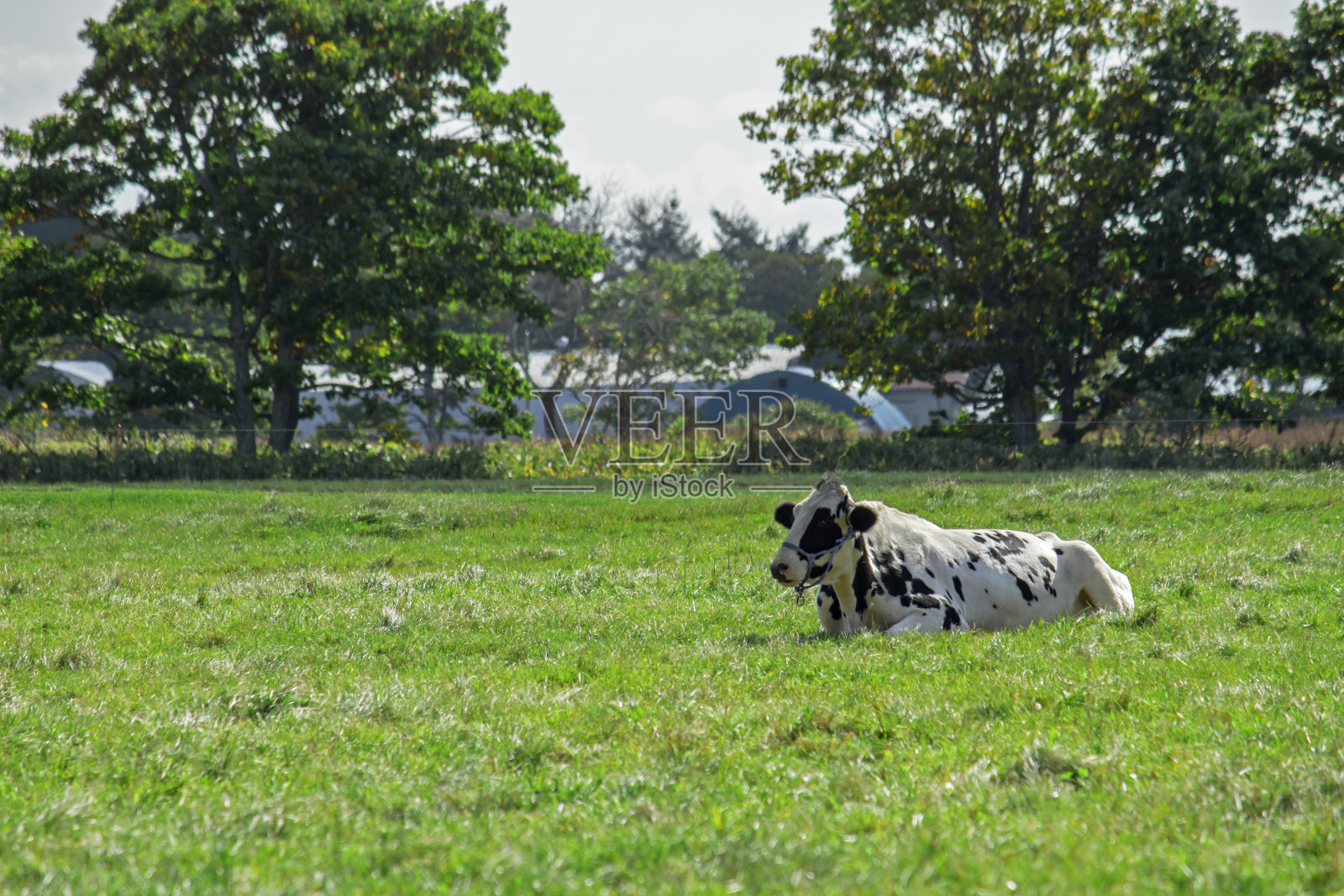 一头牛坐在阳光灿烂的草地上放松照片摄影图片