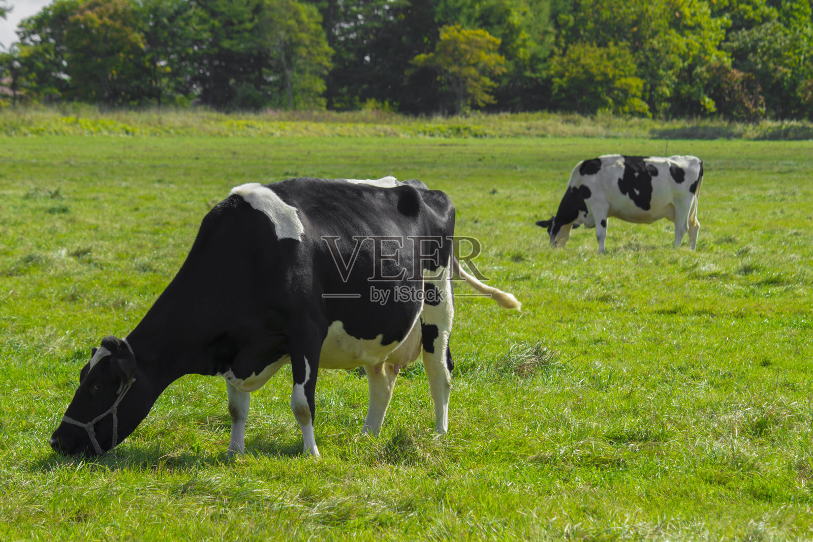在阳光明媚的牧场上吃草的牛照片摄影图片