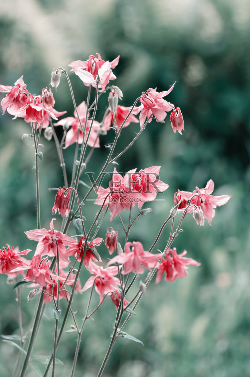 浅粉色的耧斗菜花是春天花园中的一种花卉。照片摄影图片