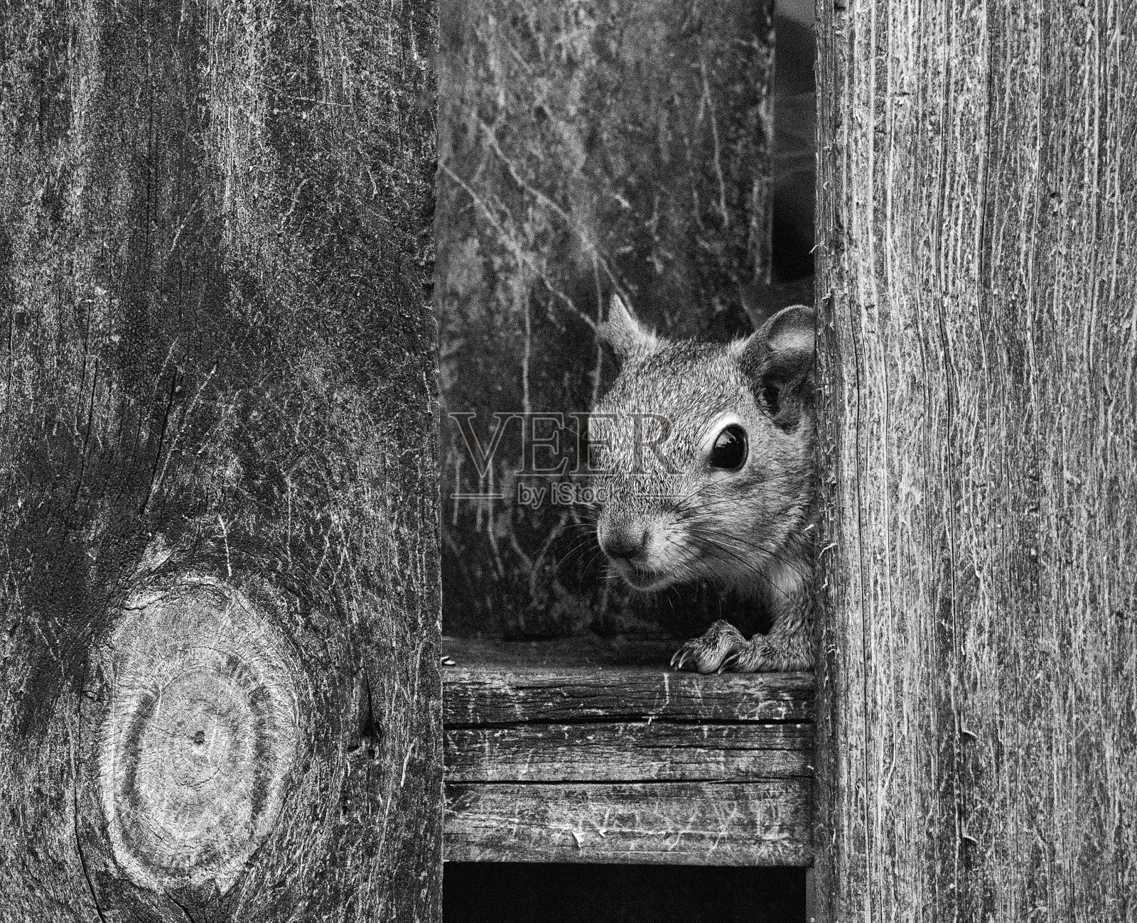 藏在木纹栅栏中的东部灰松鼠照片摄影图片