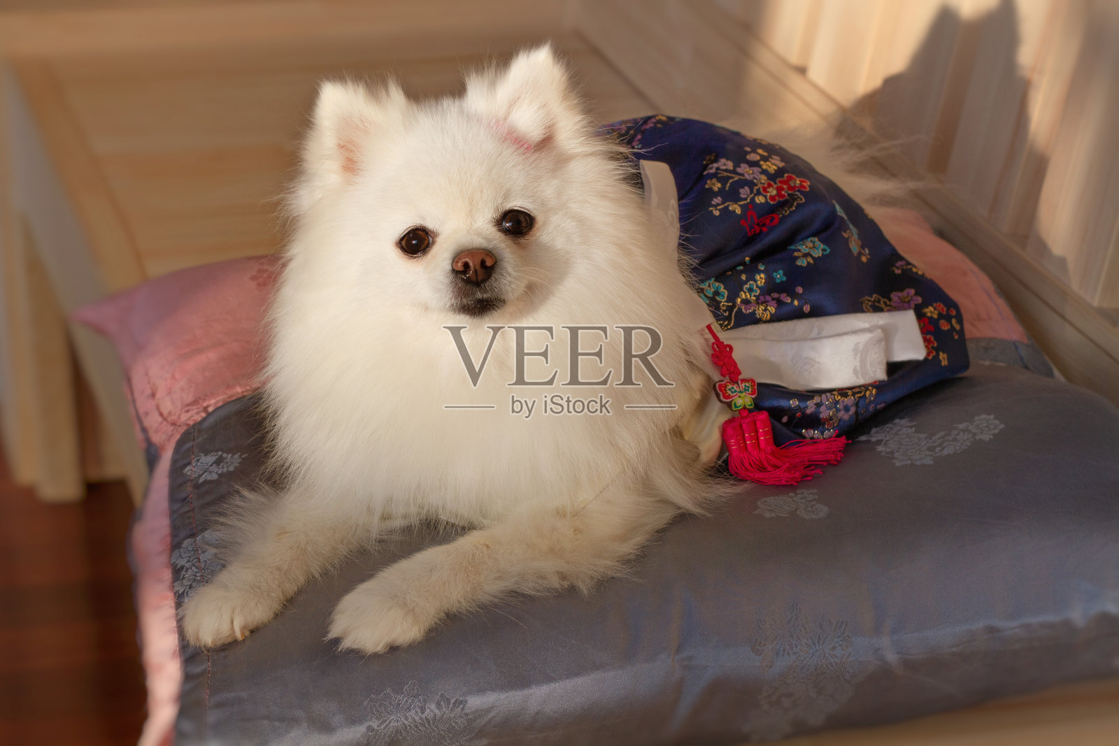 白色的博美犬在韩国传统坐垫上微笑。节日的概念。照片摄影图片