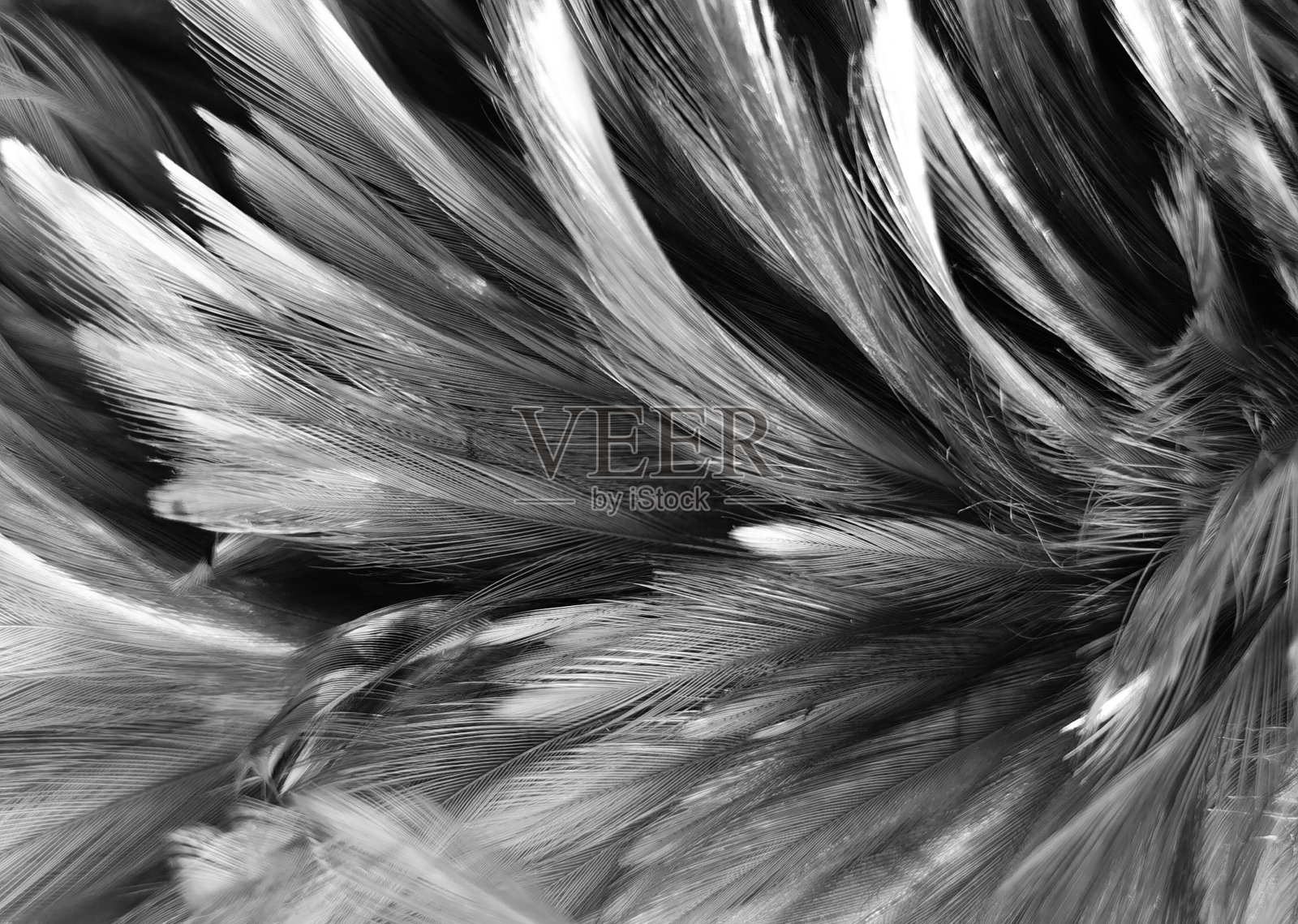 美丽抽象的黑色羽毛上的白色背景和柔软的白色羽毛纹理上的白色图案，黑色的主题墙纸，灰色的羽毛背景，黑色的横幅照片摄影图片