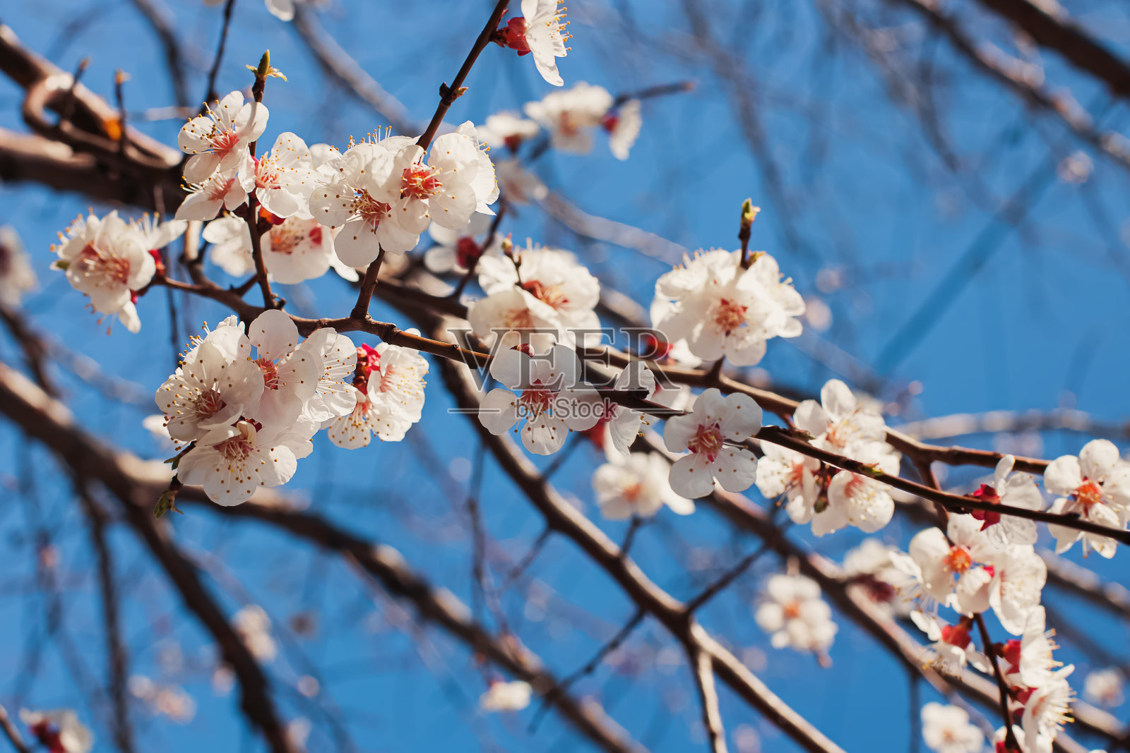 开花的树在蓝天的背景下展开。照片摄影图片