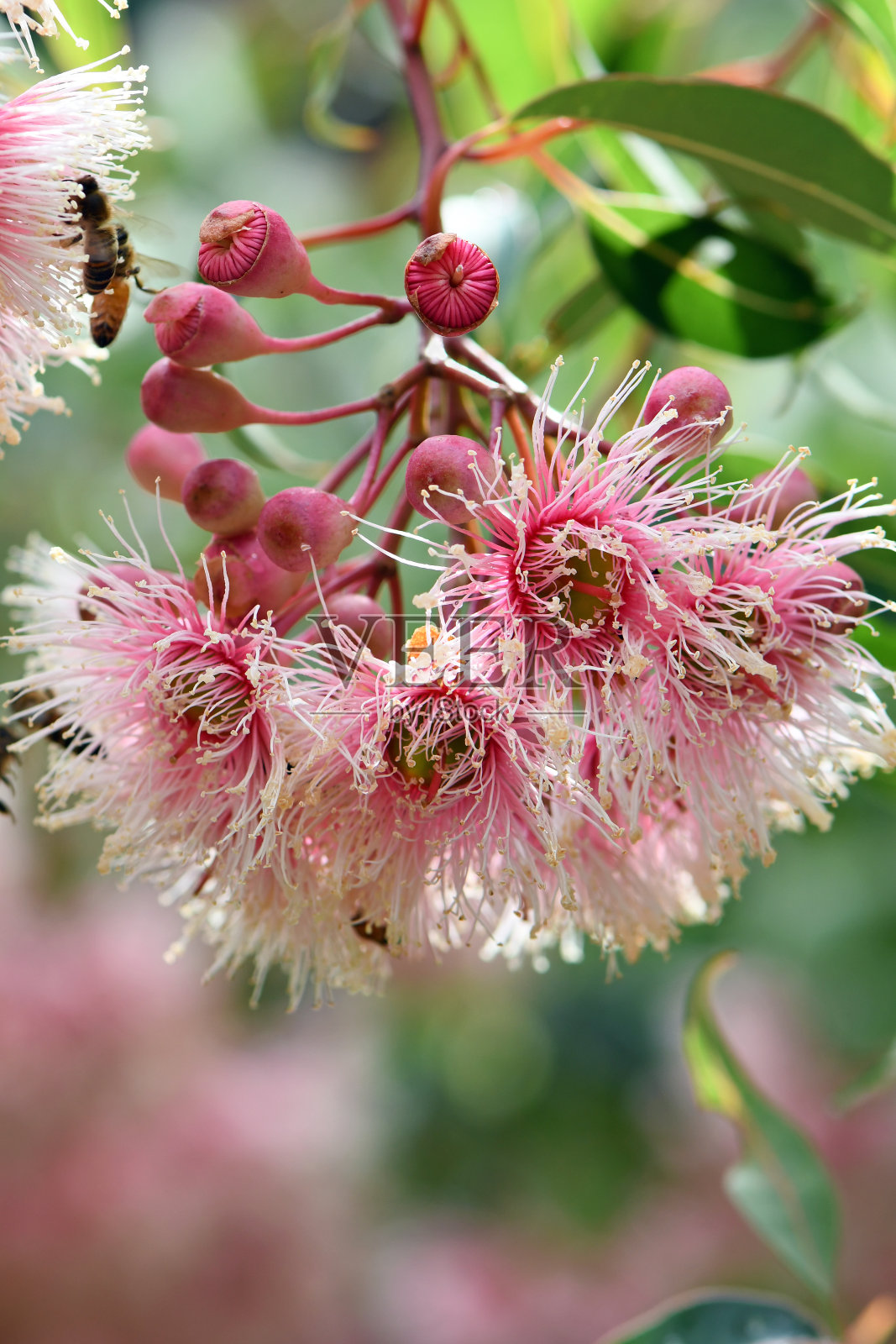 粉色和白色的花朵和花蕾，澳大利亚本土的伞草，桃金娘科照片摄影图片