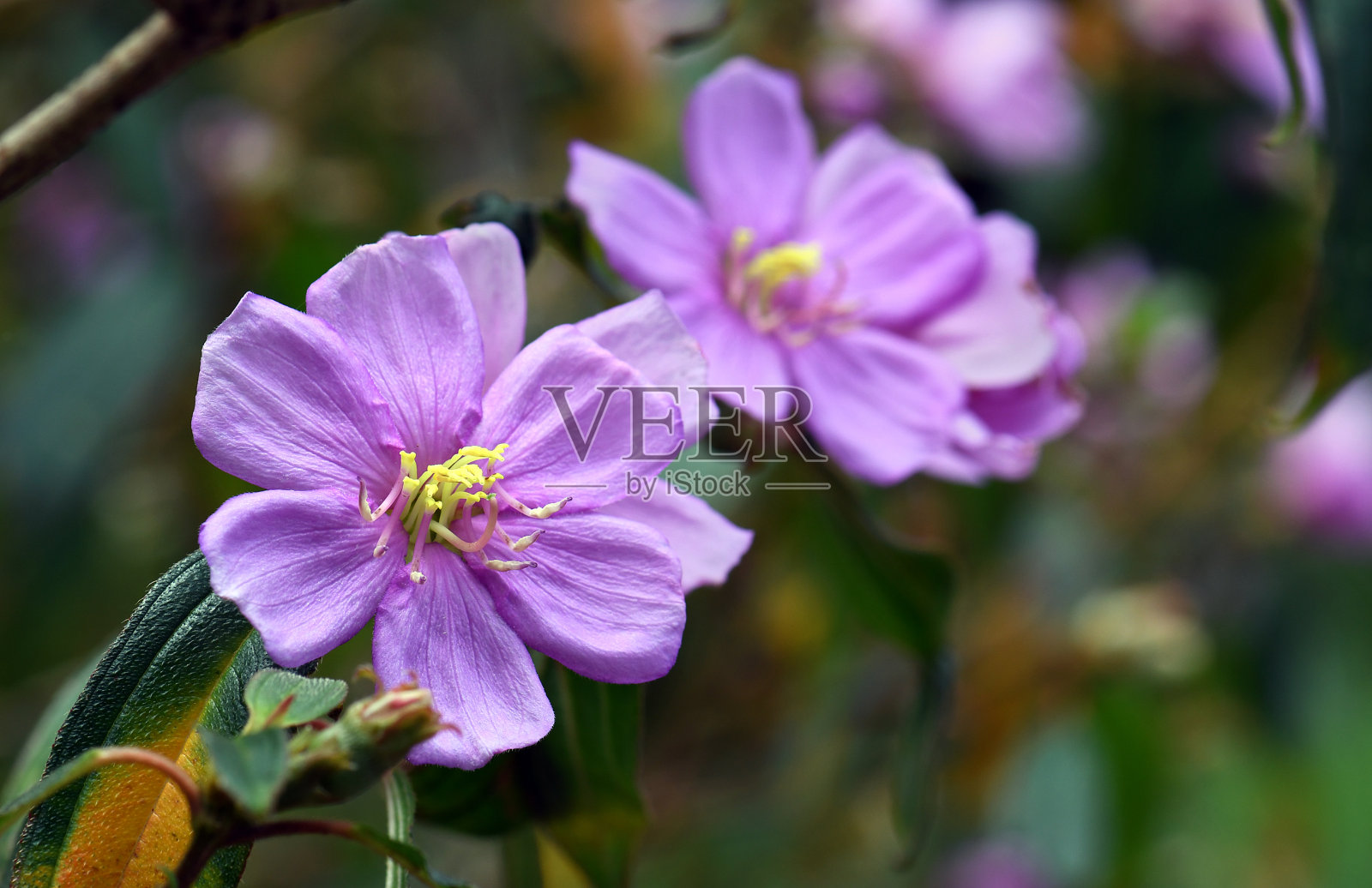 产于澳大利亚的一种紫色花——蓝舌，紫花，紫花科照片摄影图片