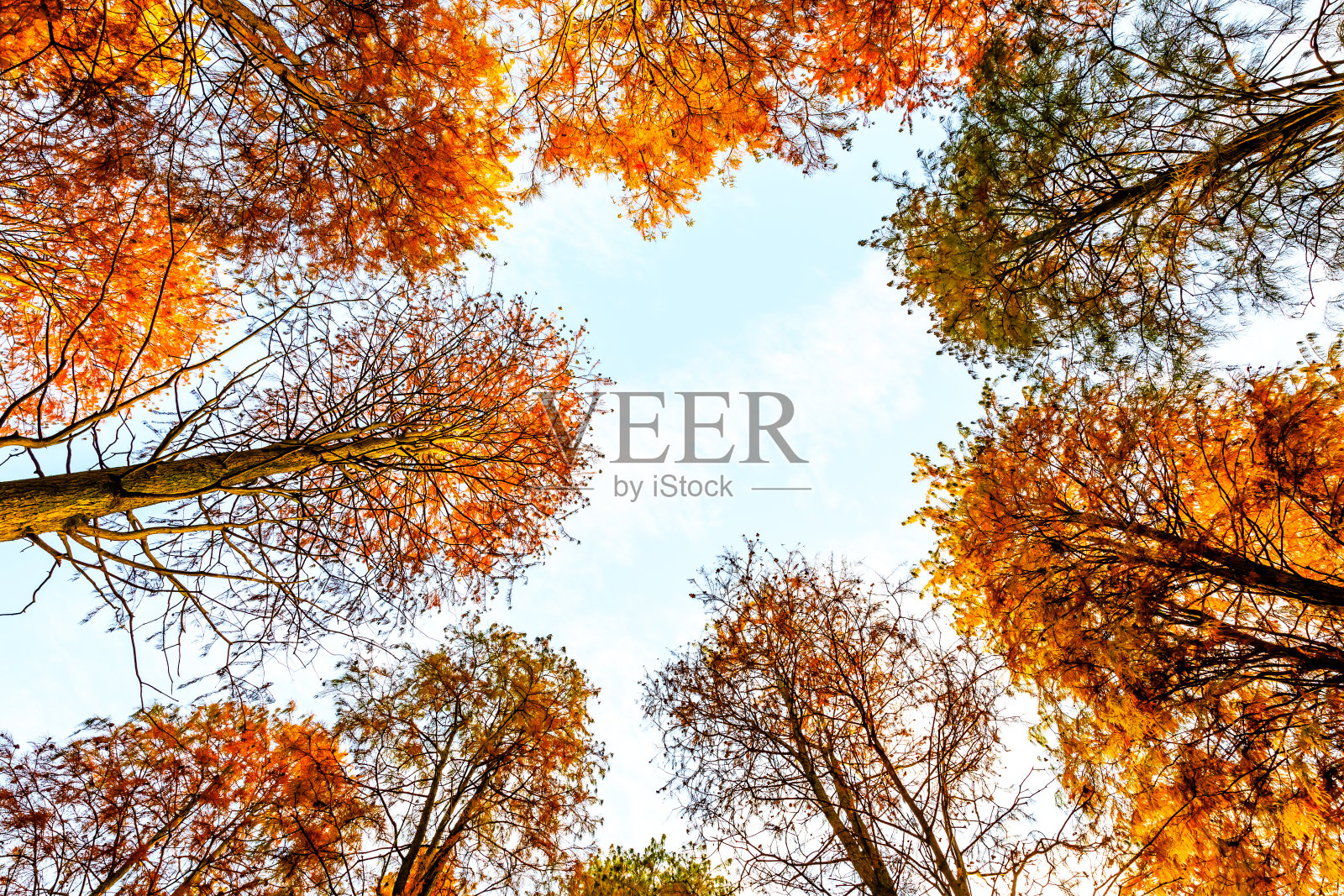 秋天五彩缤纷的森林景观。照片摄影图片