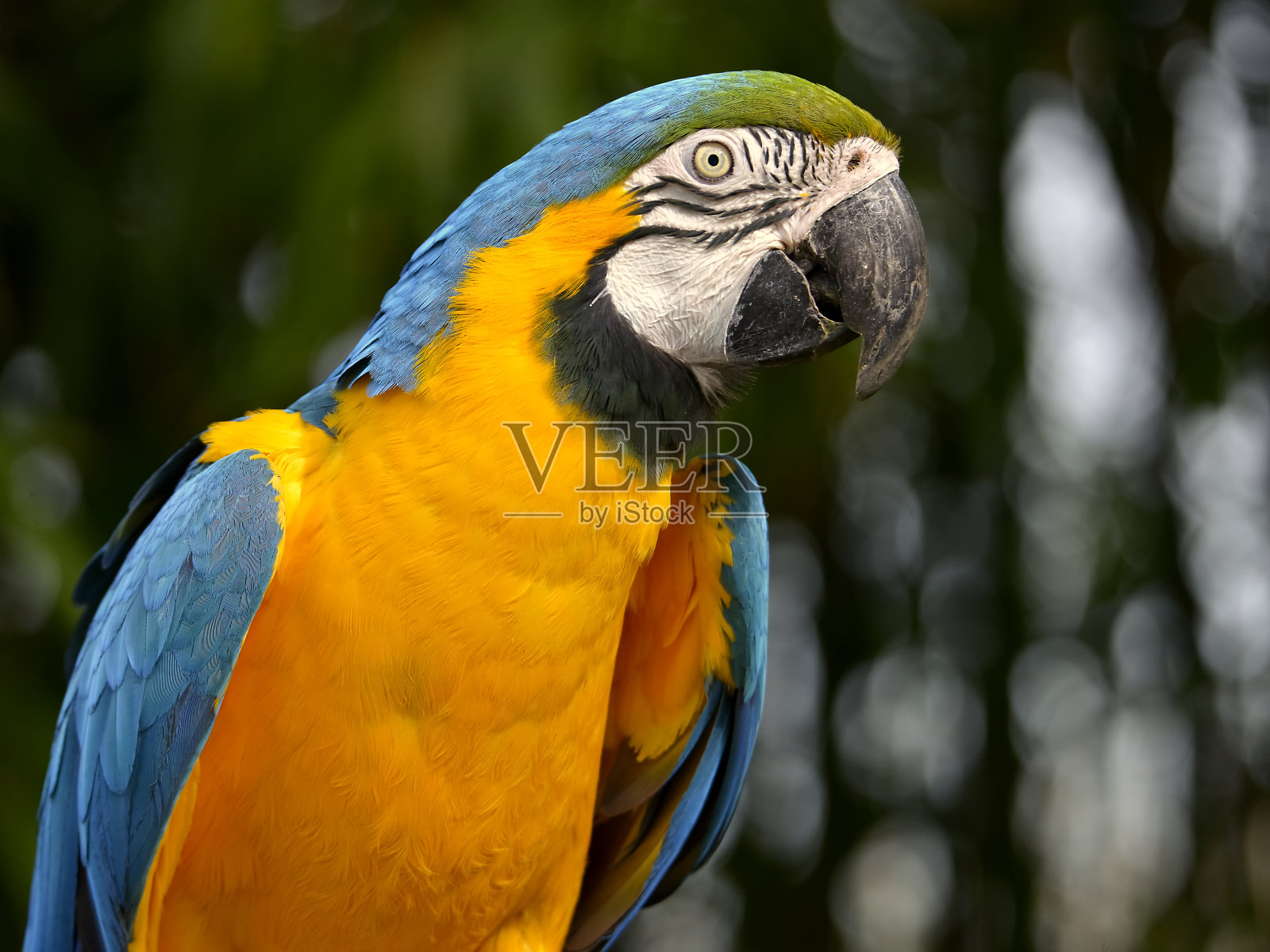 gelbbrustara macaw的肖像照片摄影图片