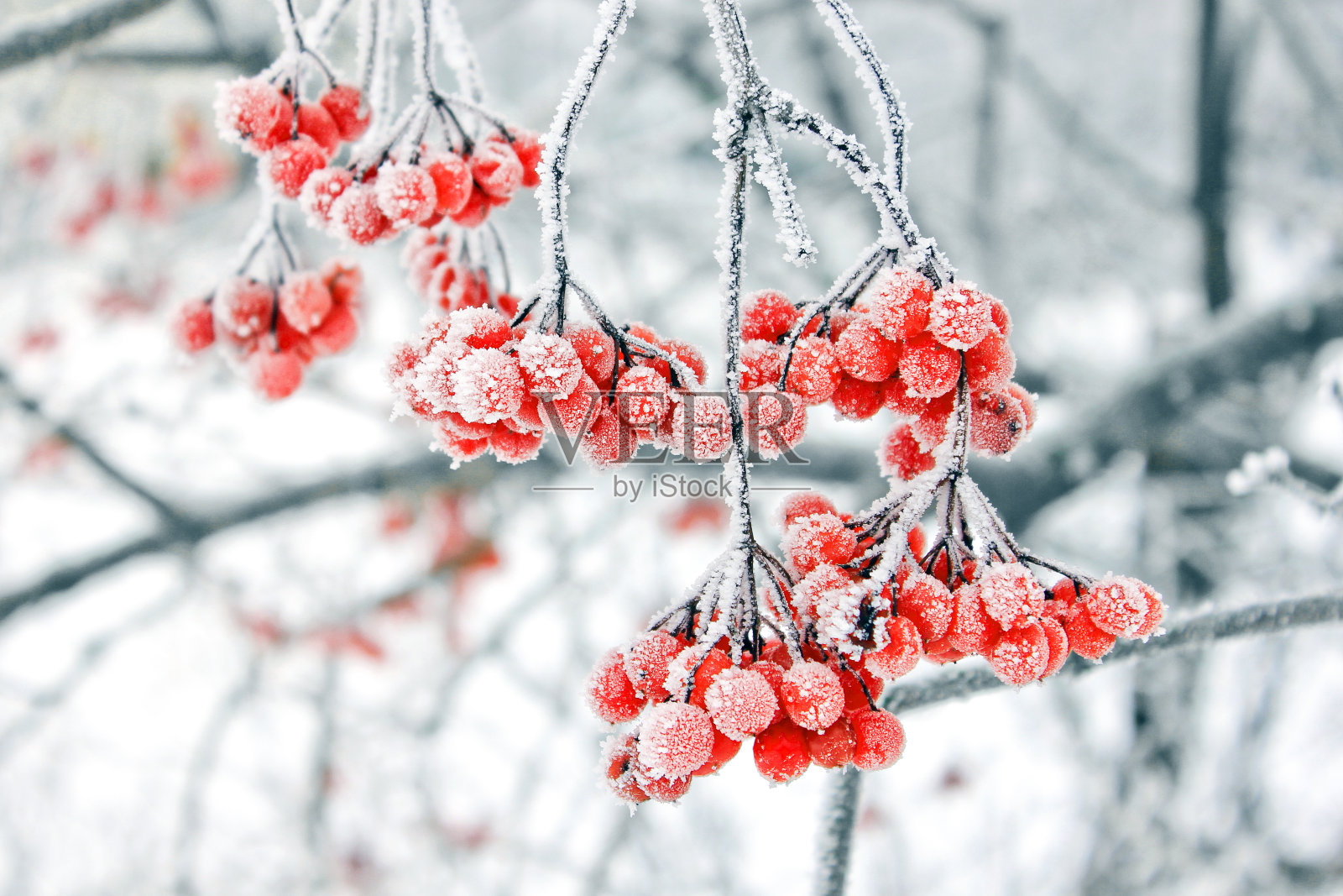冰雪下的冬荚。雪中的荚蒾。第一场雪。美丽的冬天照片摄影图片