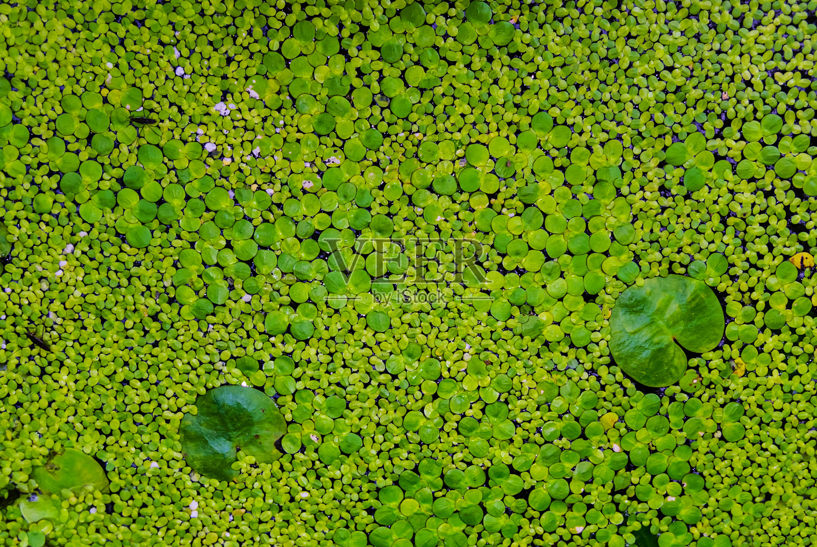 特写绿色水草在水，自然的户外背景照片摄影图片