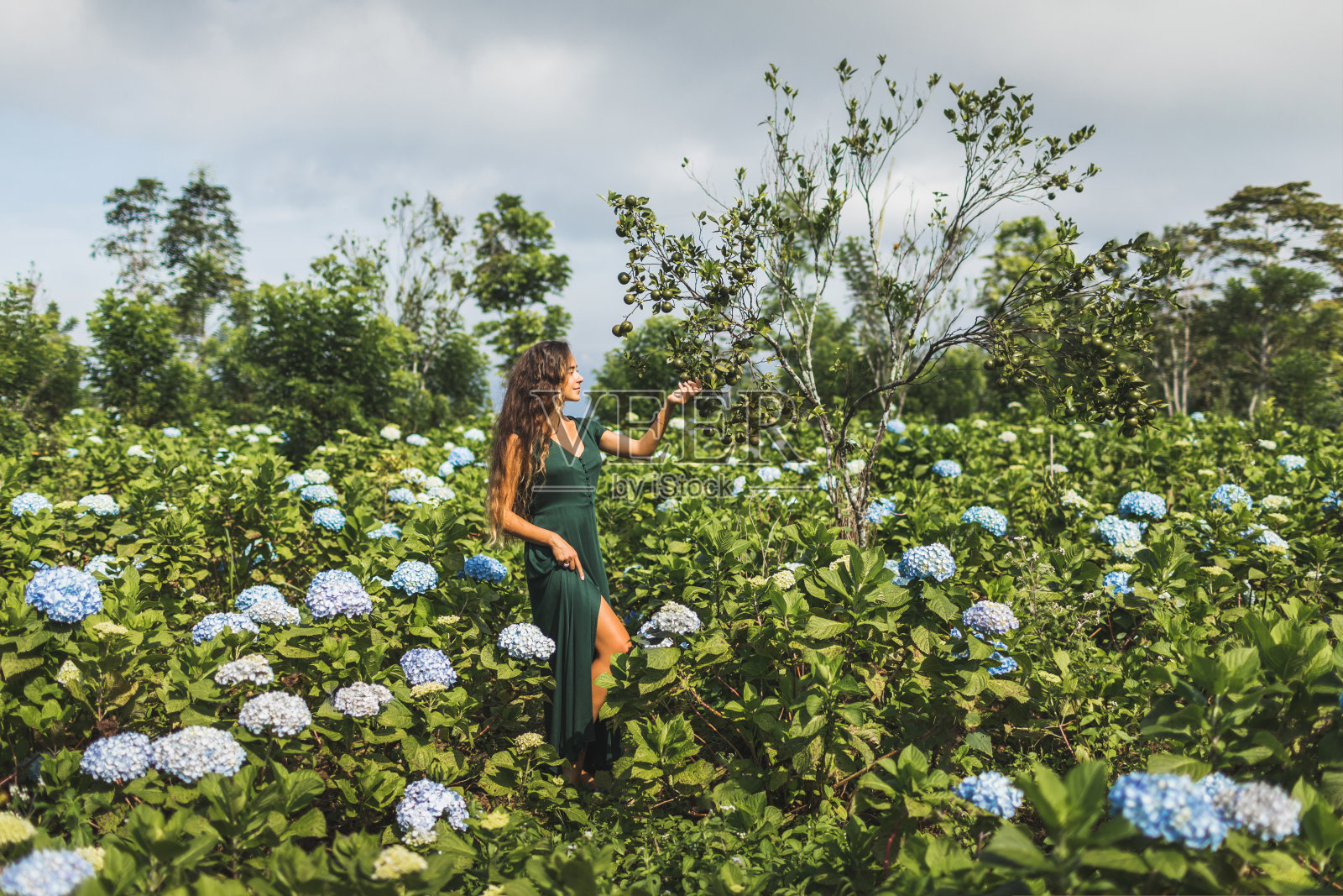 穿着绿色裙子的女人在花园里采摘着带着盛开的绣球花的橙子。园艺的概念。自然美。照片摄影图片