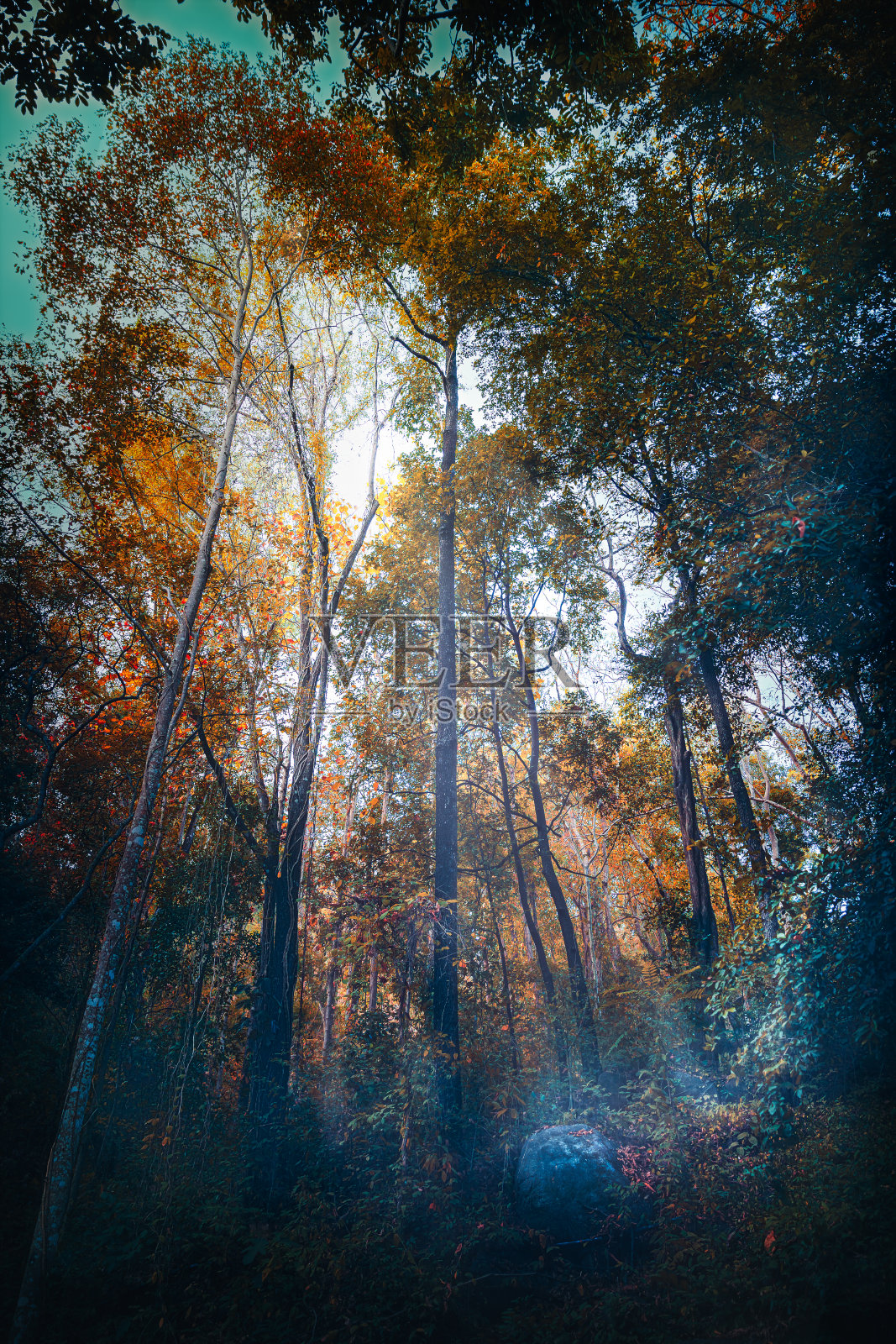 美丽神秘的森林与摇摆的雾。色彩斑斓的风景与迷人的树木与橙色的叶子在秋天。照片摄影图片