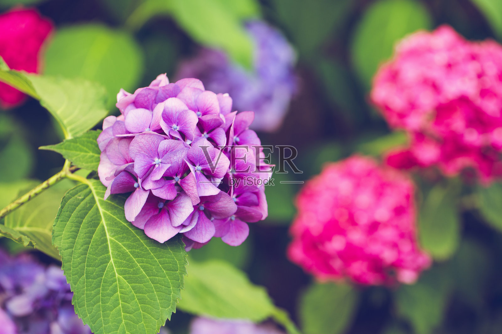 盛开的紫色和粉红色的绣球花或hortensia照片摄影图片