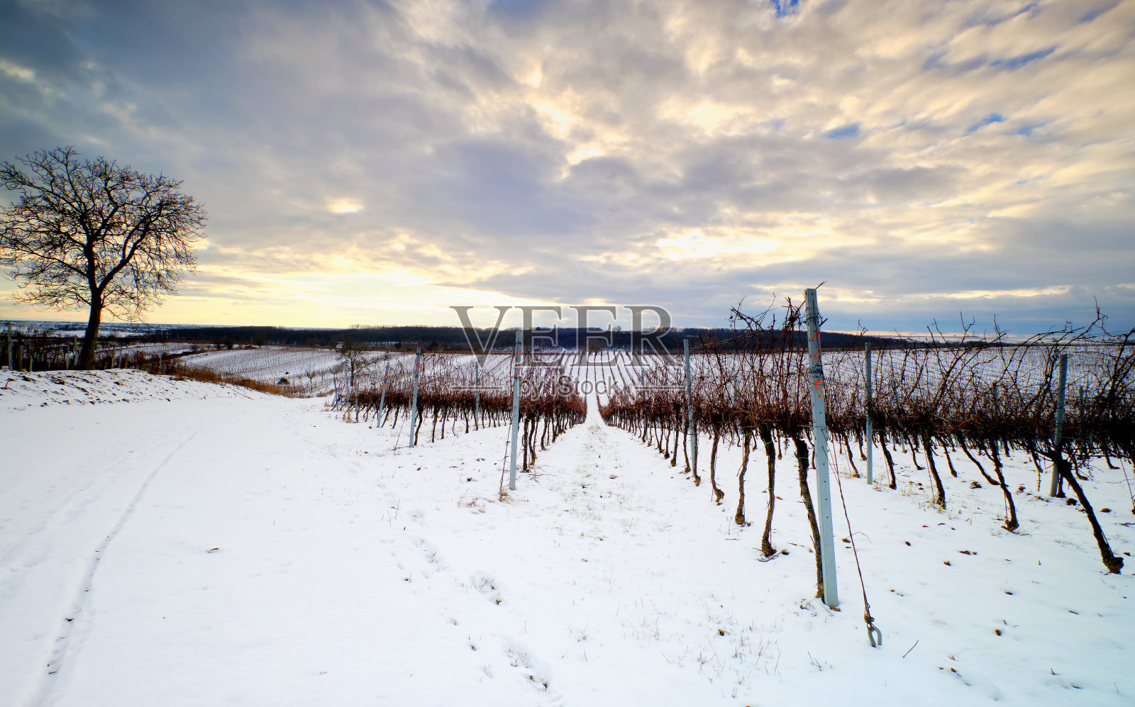 冬天傍晚白雪覆盖的葡萄园照片摄影图片