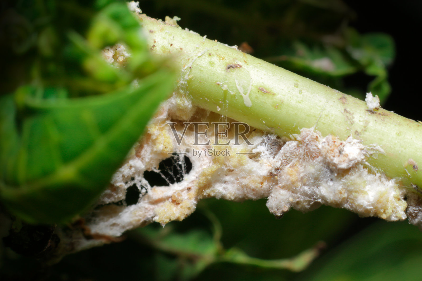 番木瓜卵囊粉蚧照片摄影图片
