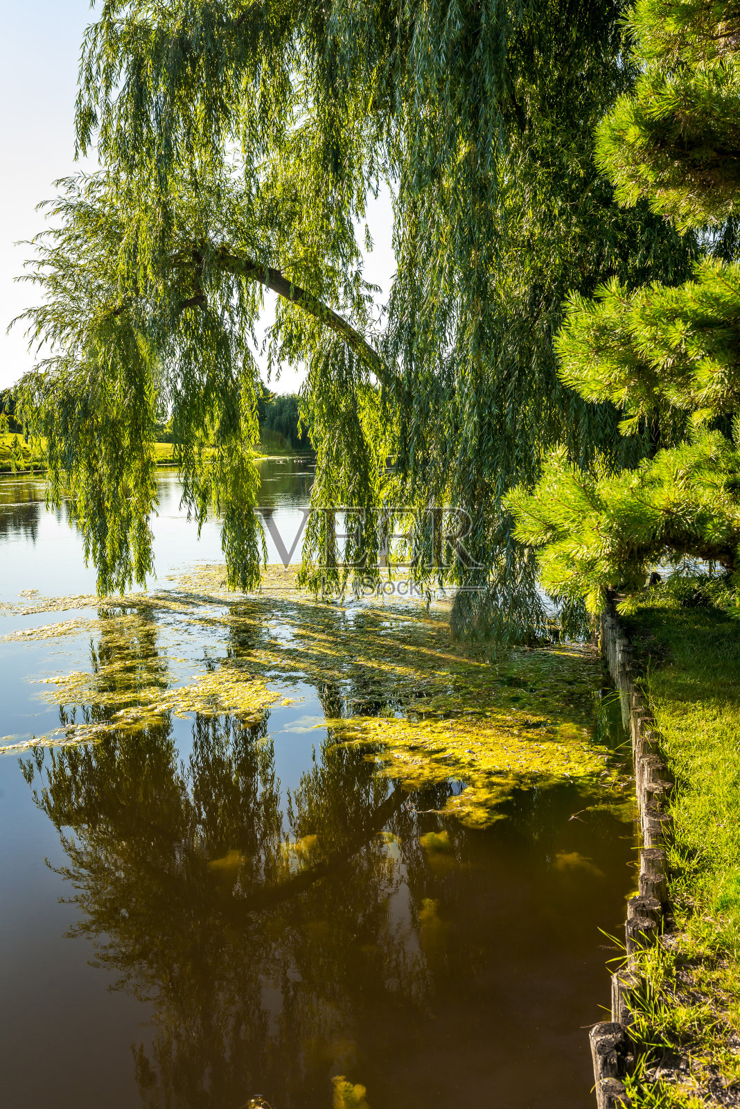 池塘上方一棵柳树的枝条照片摄影图片