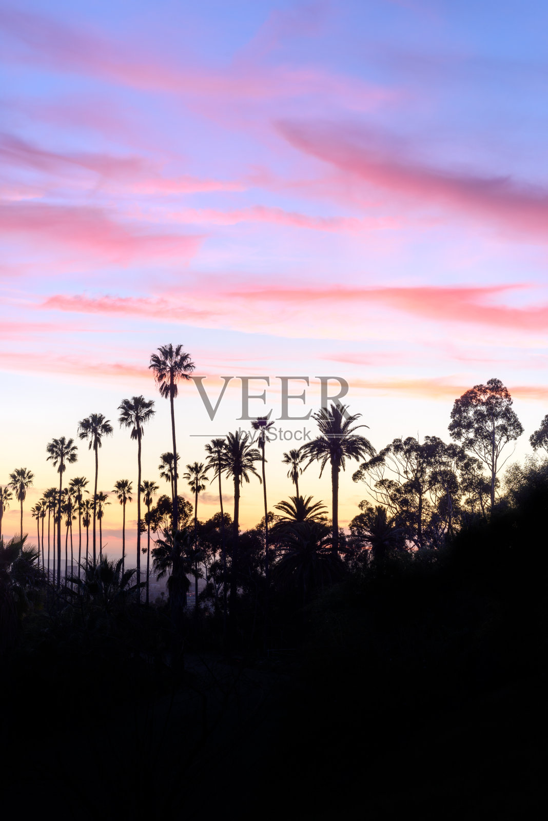 加州洛杉矶，棕榈树映衬着美丽的日落照片摄影图片
