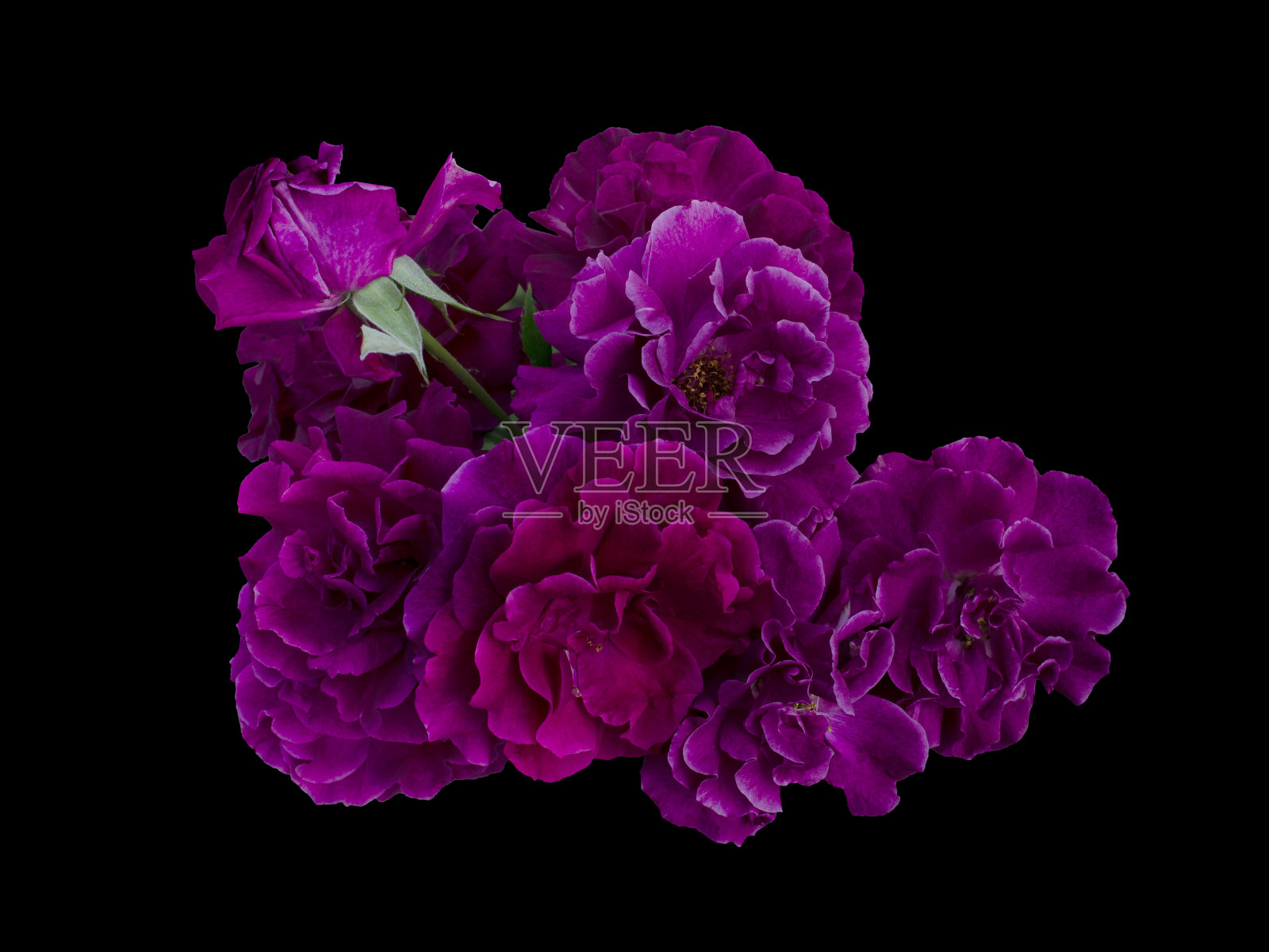 精致的粉红色玫瑰，绿叶孤立在黑色背景上照片摄影图片