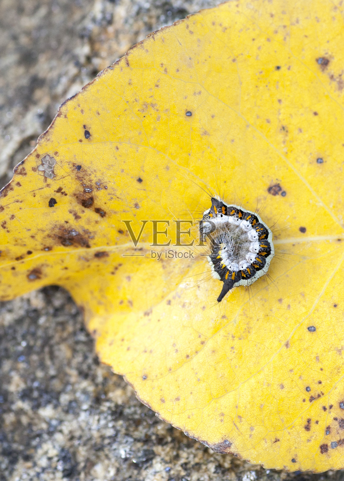 毛毛虫在秋天的黄叶上卷成一团照片摄影图片