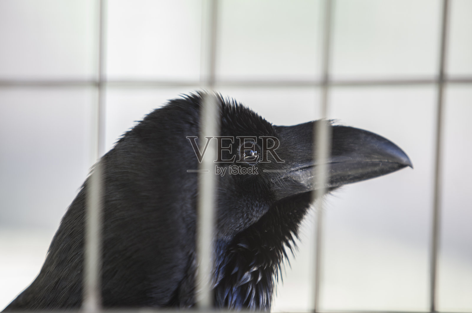 常见的乌鸦关在笼子里照片摄影图片