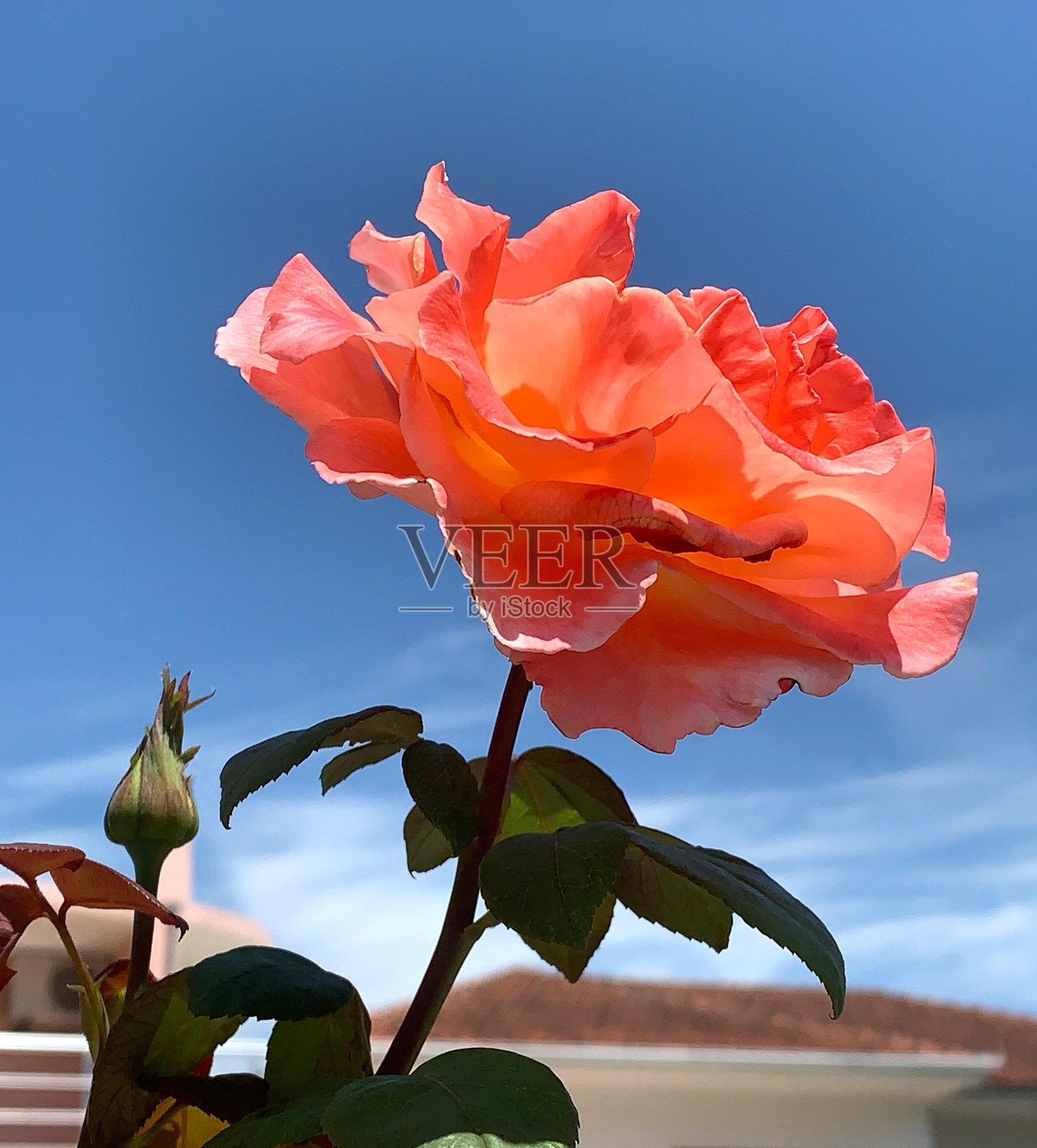 在晴朗的夏日，美丽的玫瑰映衬着湛蓝的天空。地中海花园中的天堂之花。照片摄影图片