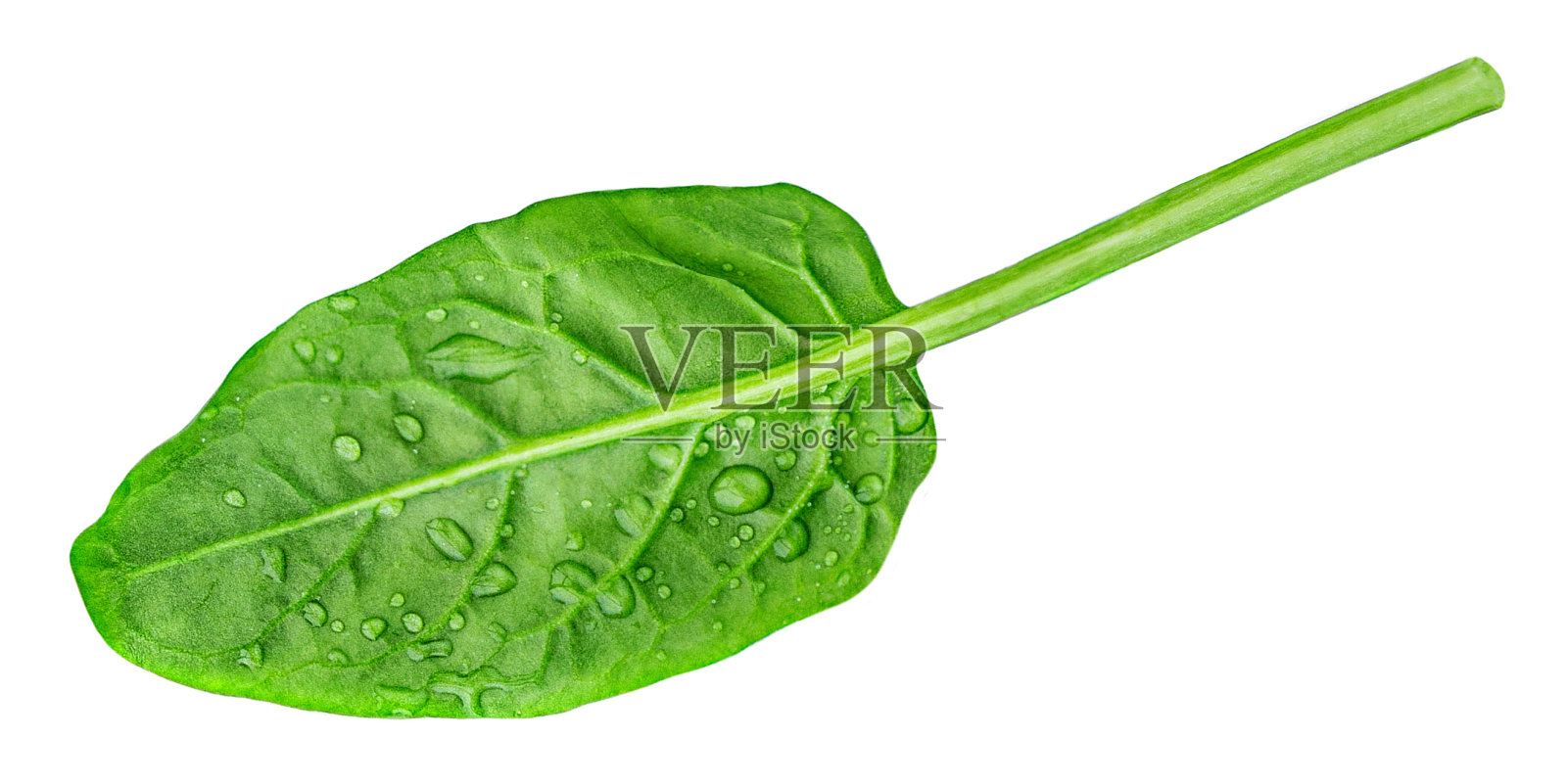 一片菠菜叶子孤立在白色背景上。菠菜叶宏。前视图。平的。“n照片摄影图片