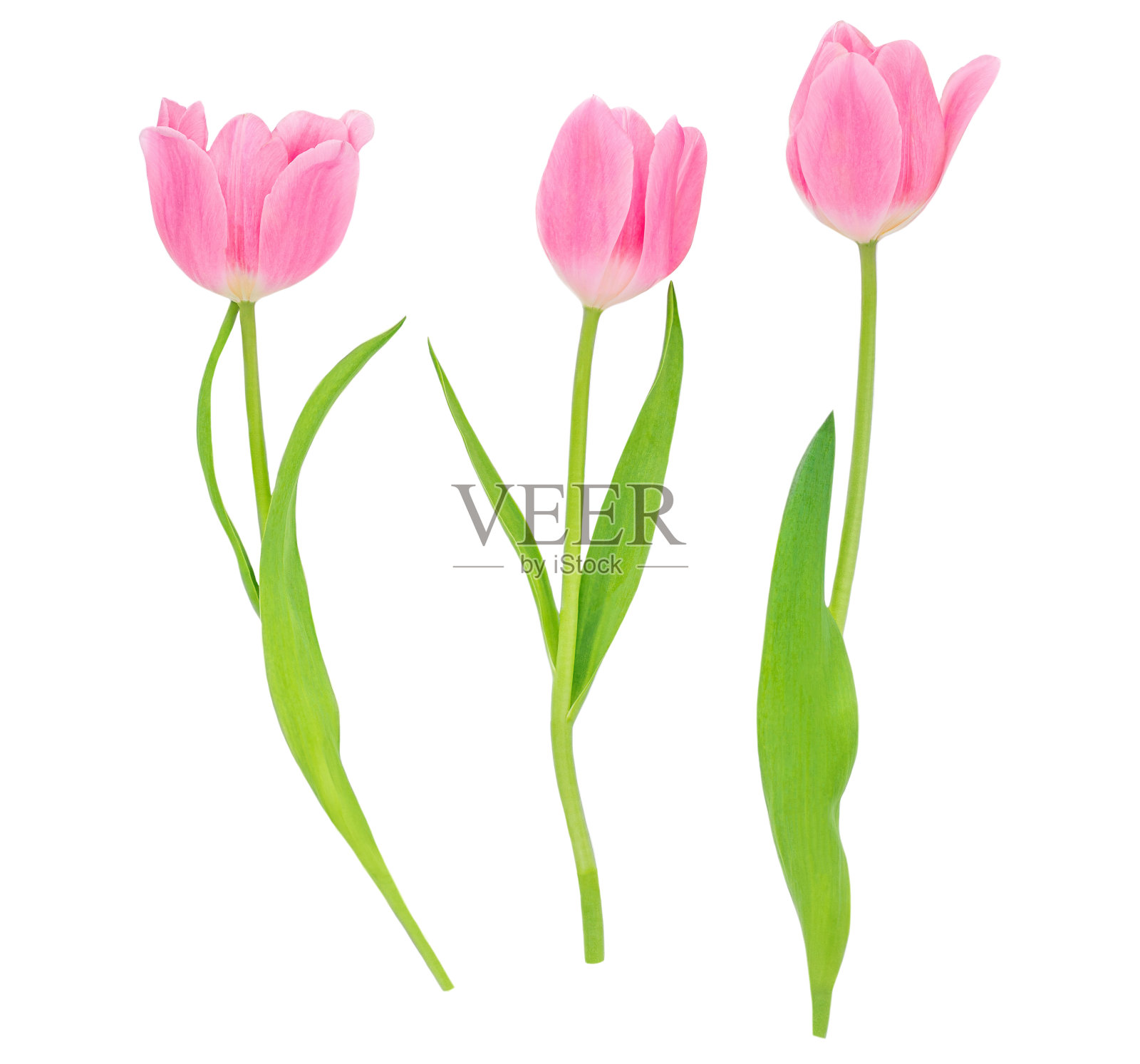 春天的花。粉红色郁金香孤立在白色背景上。各种各样的郁金香”n照片摄影图片