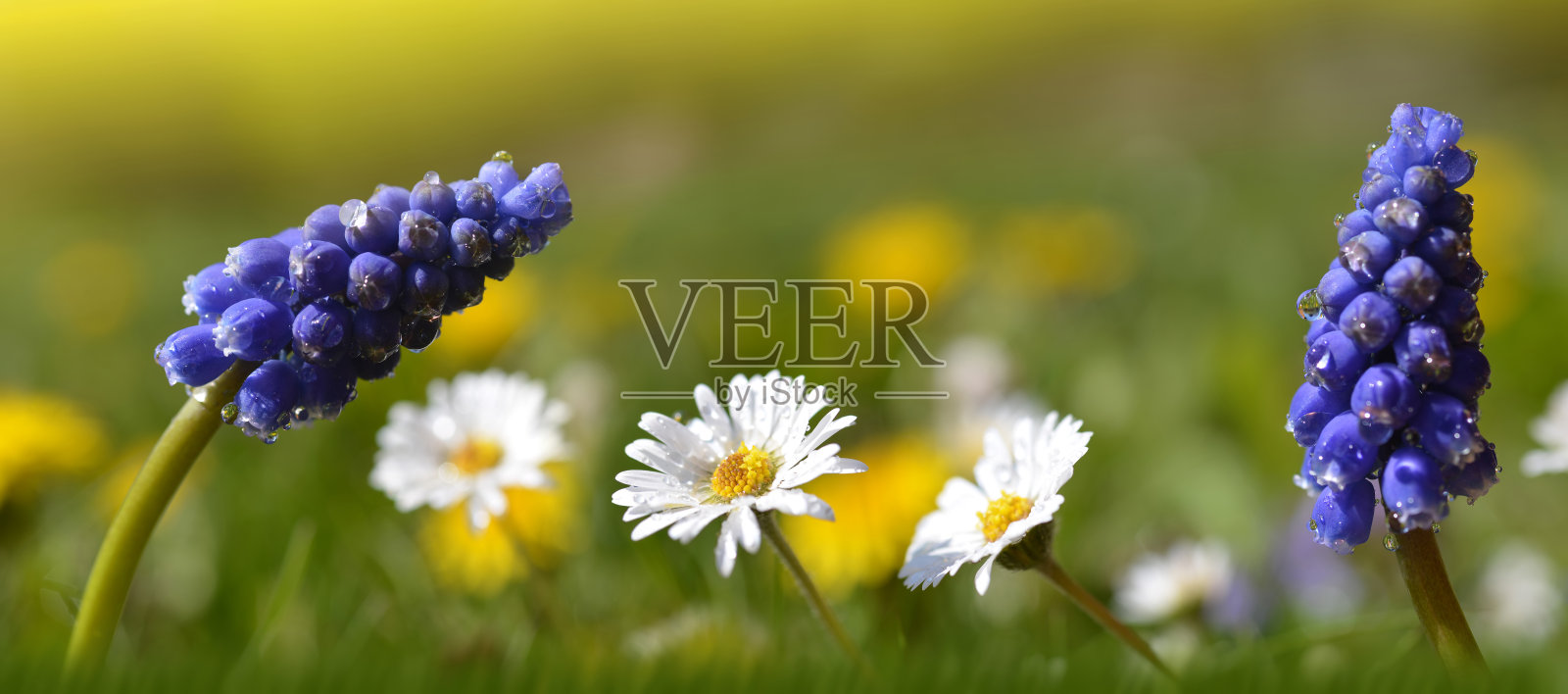 春天的草地上鲜花盛开。蓝色麝香草和雏菊在草地上。照片摄影图片