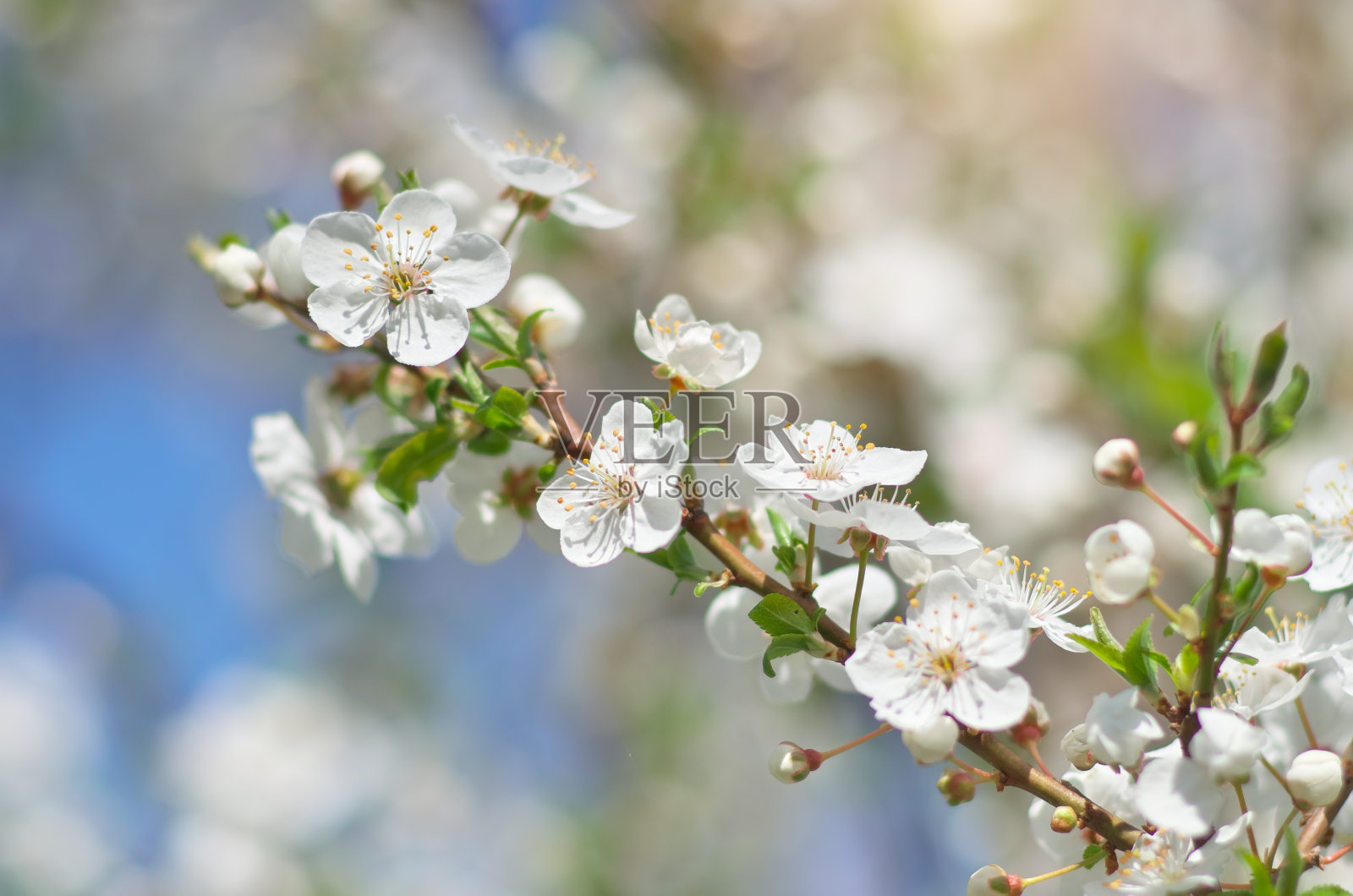 春天的花在树上。照片摄影图片