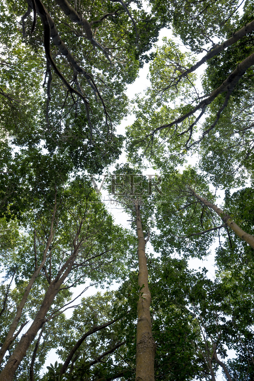 冬季热带山区的树木照片摄影图片