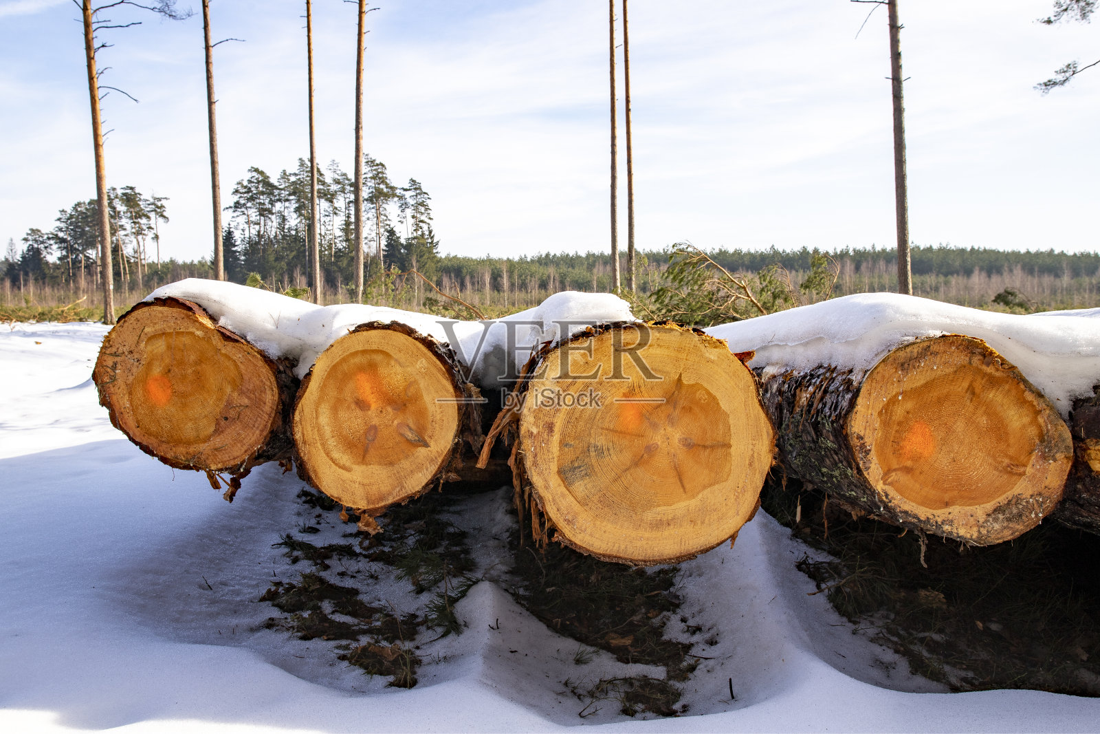 原木上覆盖着厚厚的一层雪。中欧的森林砍伐。冬天的季节。照片摄影图片