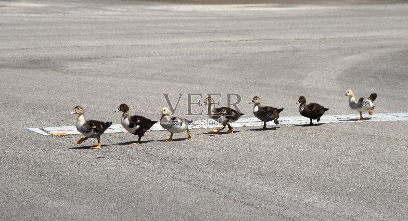 七只莫斯科小鸭子排成一排照片摄影图片