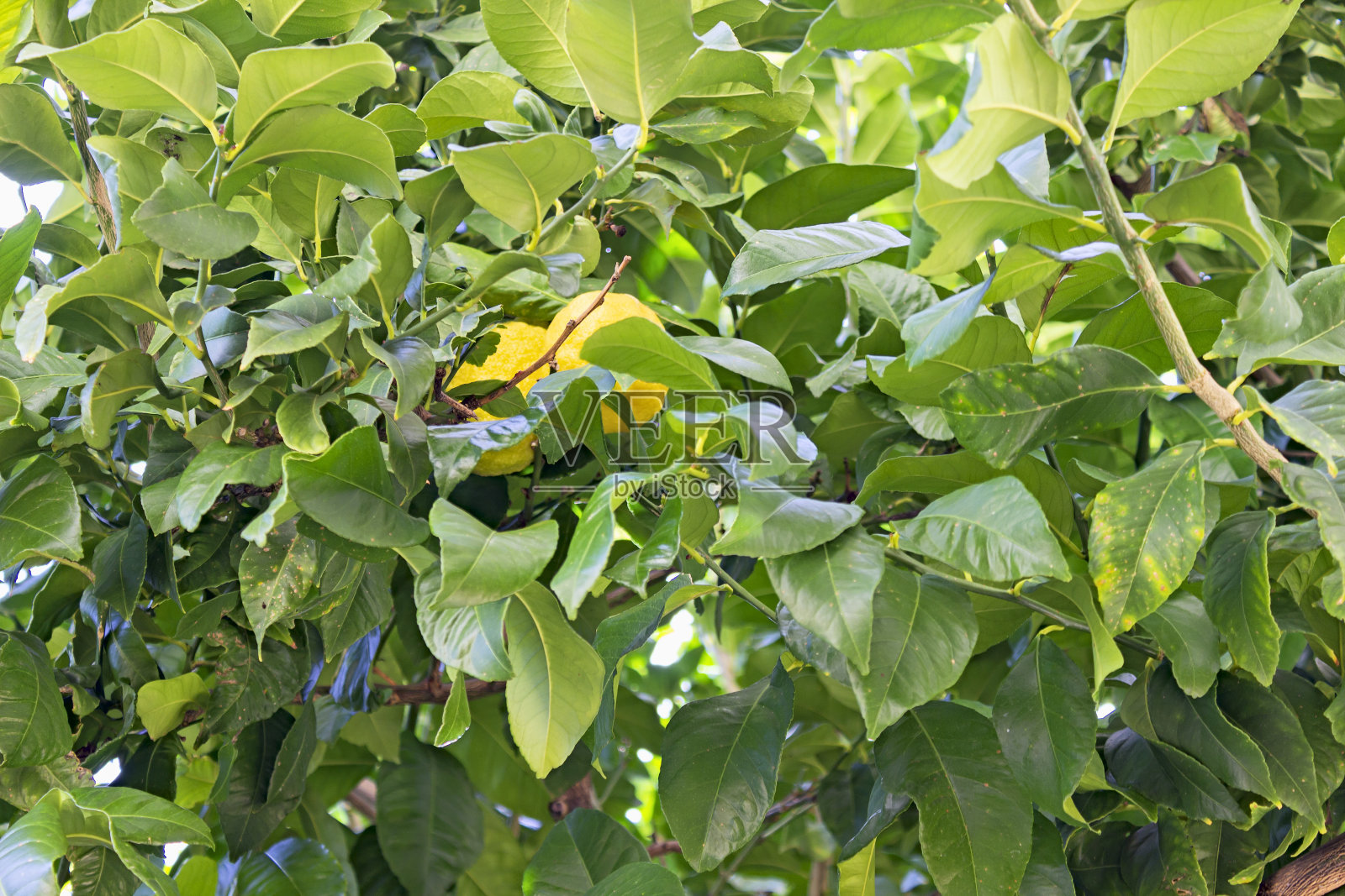 特写的柠檬树在Plasencia在冬天照片摄影图片