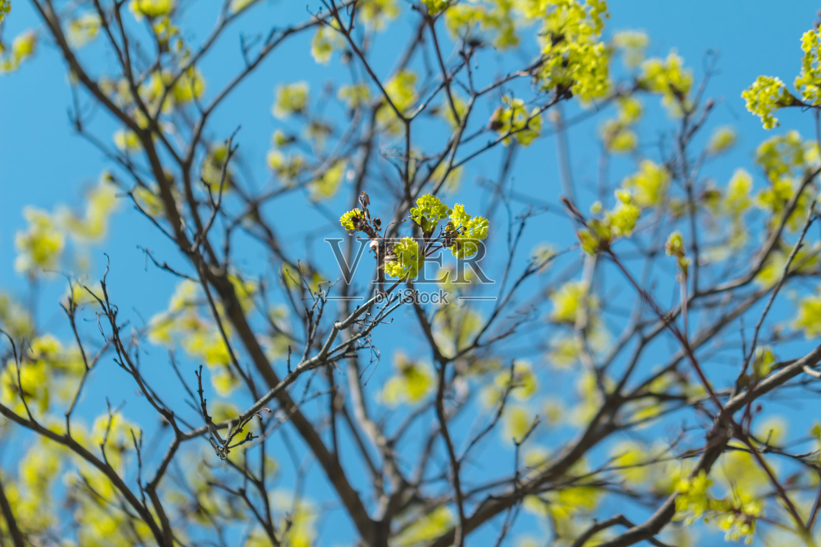 春天盛开的枫树花照片摄影图片
