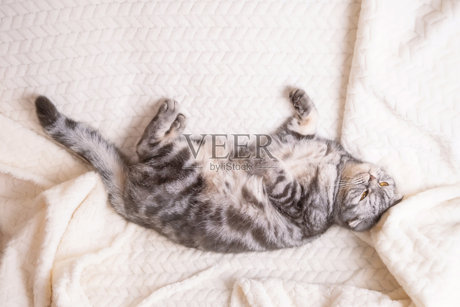这只灰色的苏格兰折叠猫裹在温暖的米色格子里。照片摄影图片