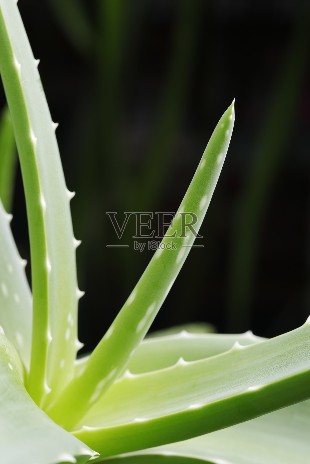 绿色芦荟植物照片摄影图片