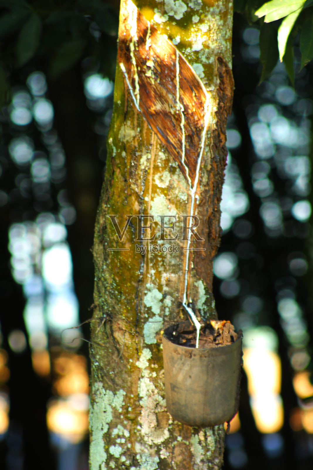 从橡胶树中提取乳胶的工作照片摄影图片