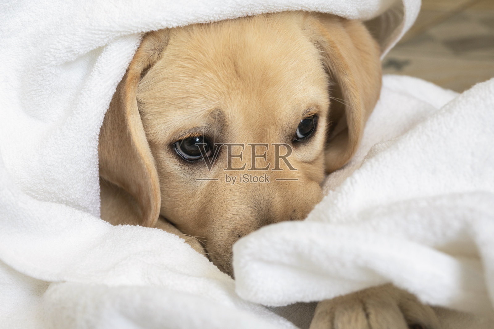 美丽的拉布拉多小狗在白色毛巾洗澡后。动物宝宝照片摄影图片