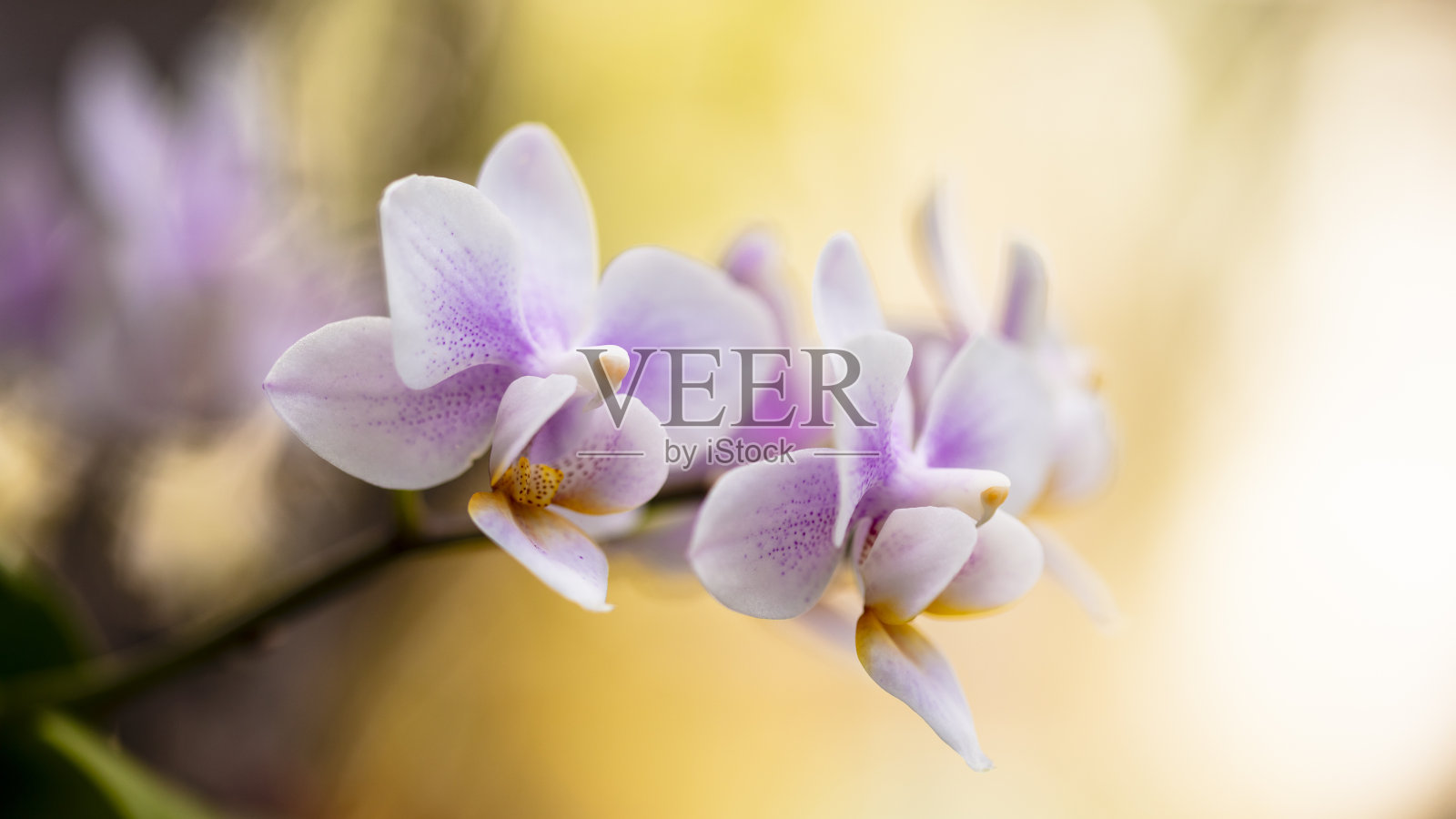 紫色兰花的花照片摄影图片