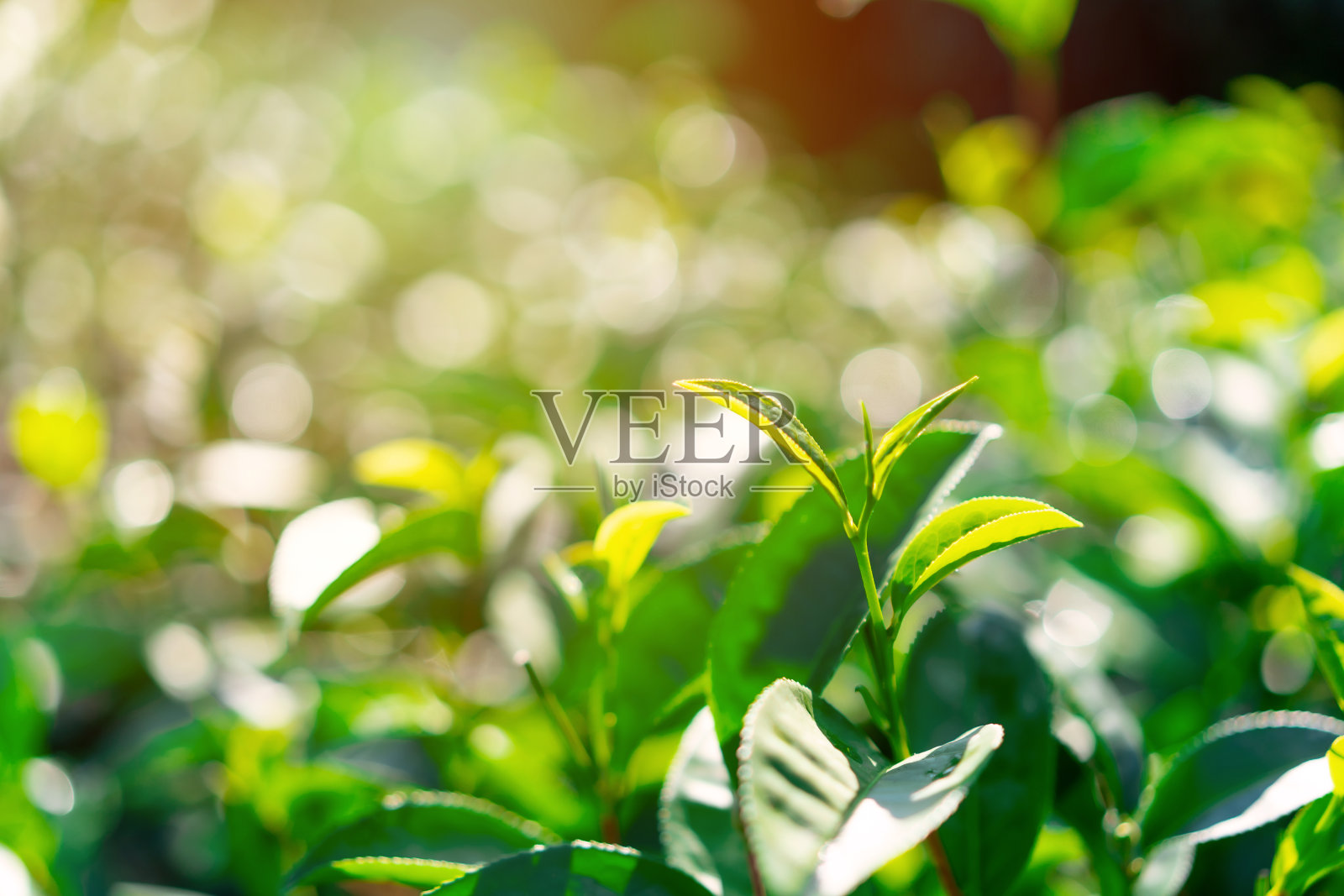 绿茶嫩芽，嫩叶清新，光线柔和，茶园照片摄影图片