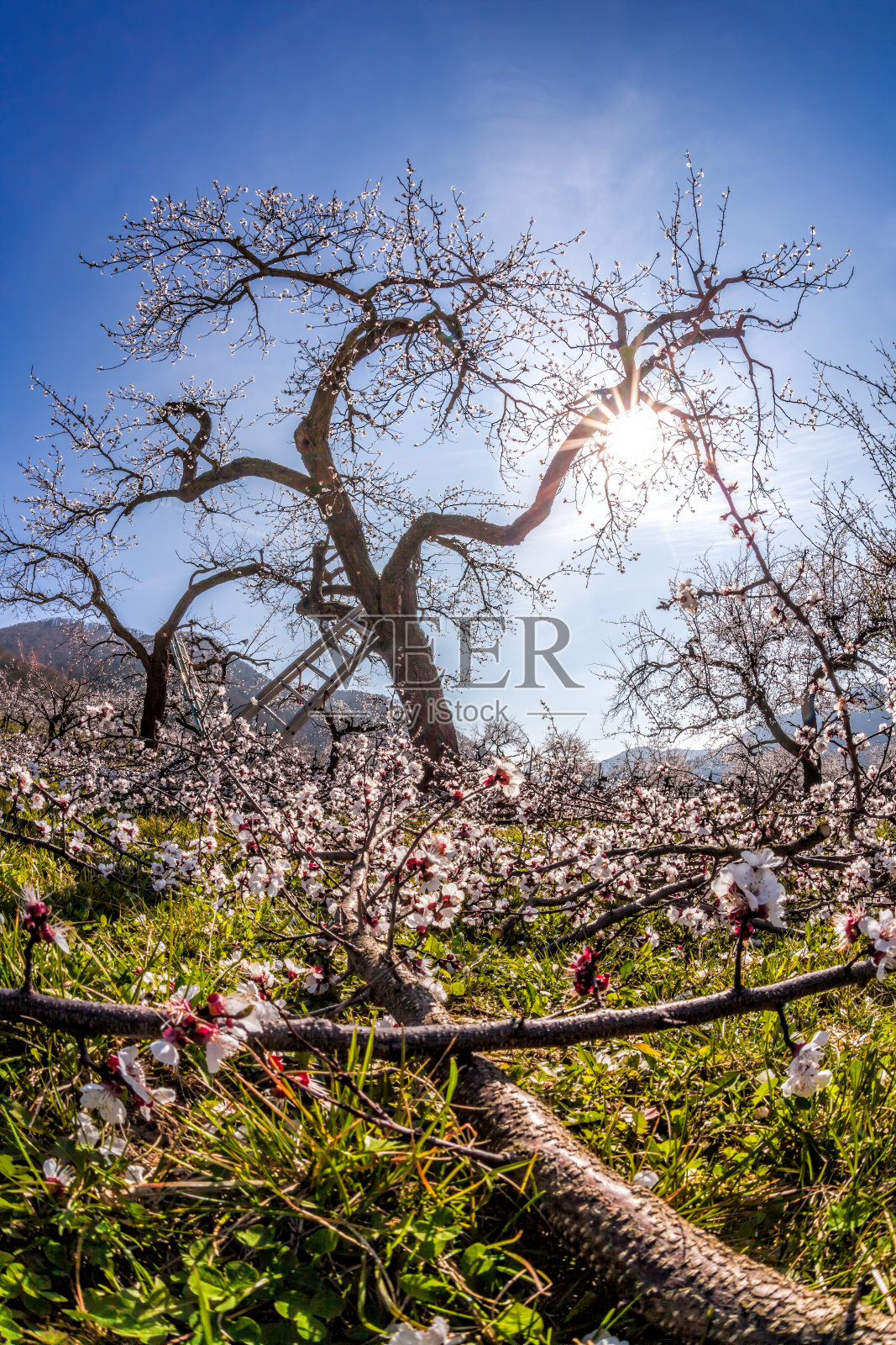 奥地利瓦肖山谷，蓝天下盛开的杏树园照片摄影图片