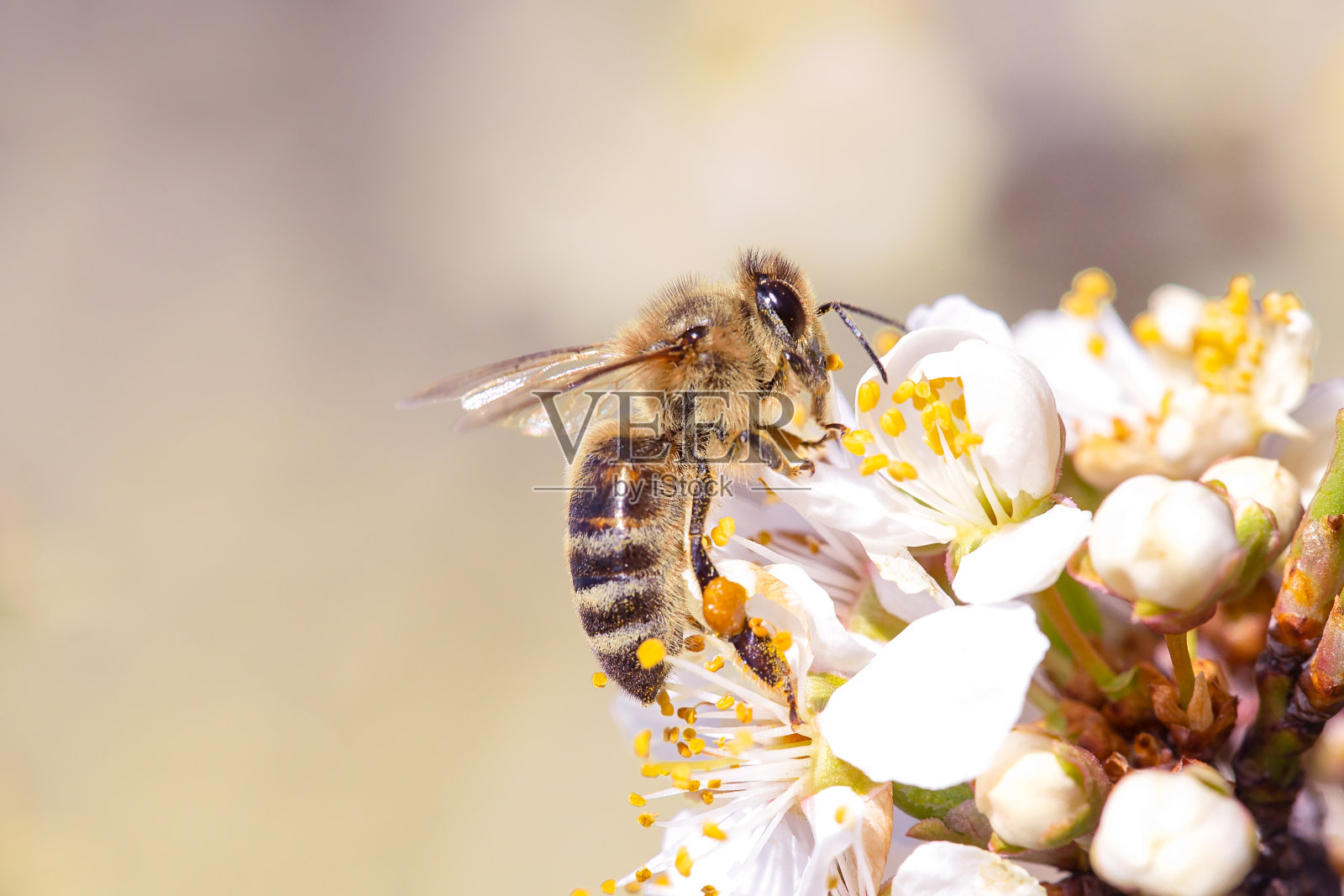 蜜蜂采集花粉。照片摄影图片