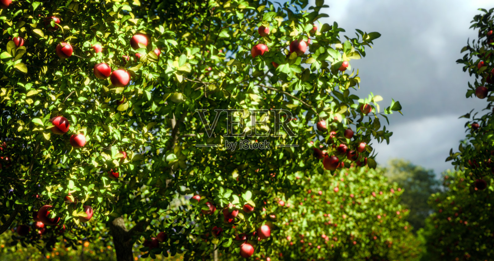 苹果树照片摄影图片
