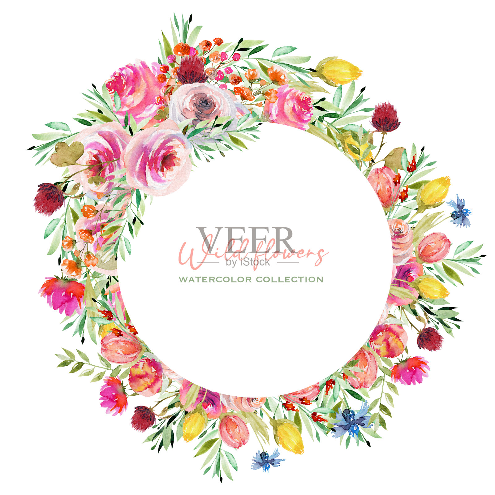圆形框架水彩野生玫瑰，矢车菊，蒲公英，三叶草和其他野花，孤立的插图在白色的背景插画图片素材