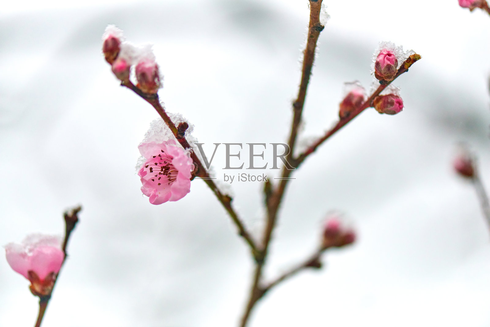 霜冻的冬季风景-冰雪覆盖一枝盛开的桃子照片摄影图片