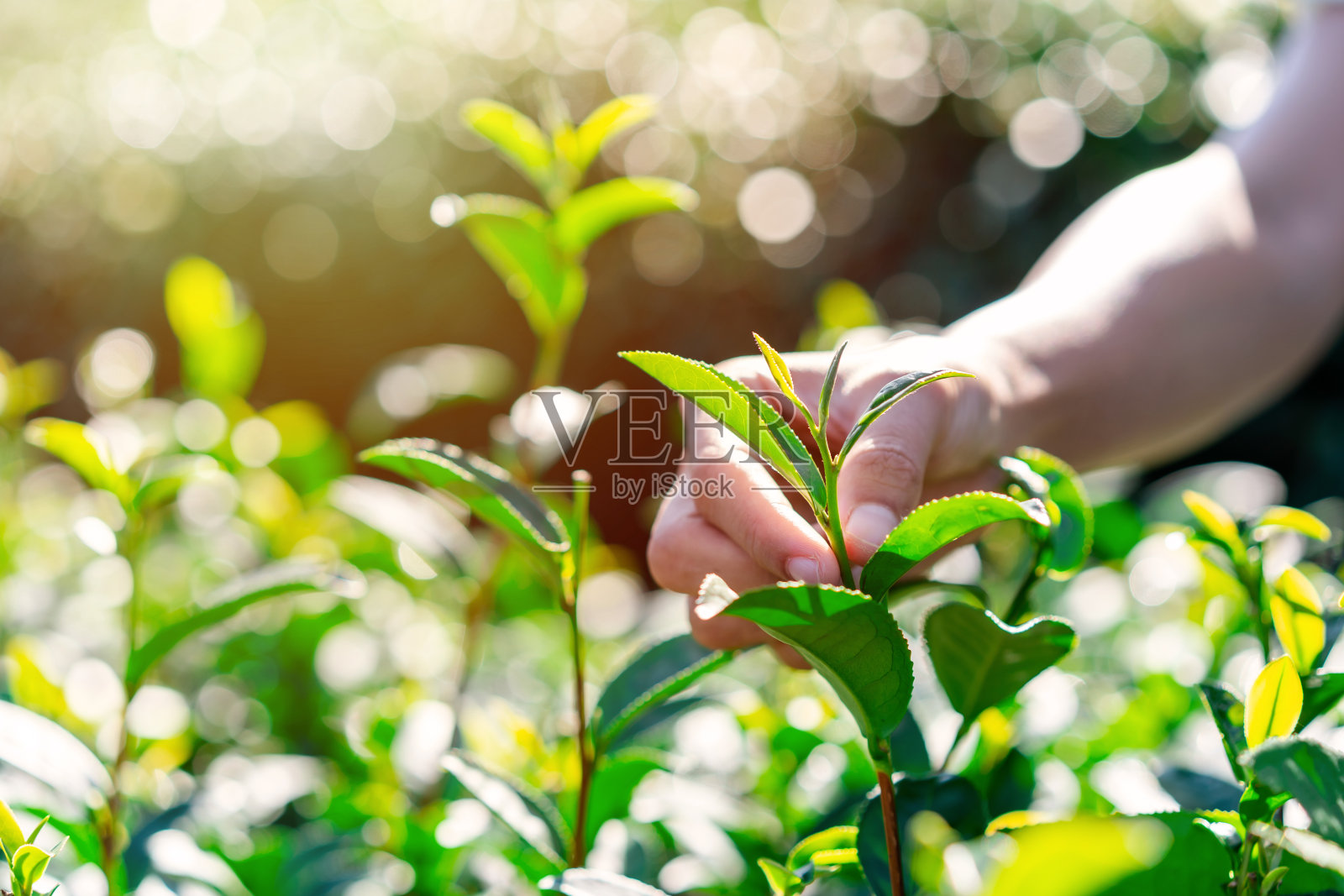 农民采摘绿茶芽和新鲜的叶子用柔和的光，茶园照片摄影图片