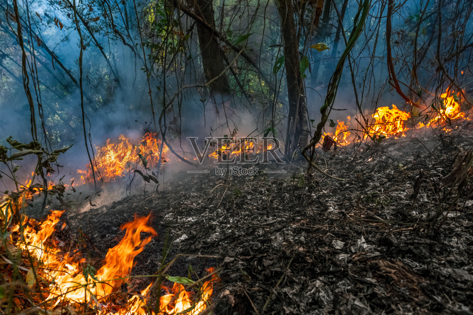 森林火灾主要是地表火灾，沿地面蔓延照片摄影图片